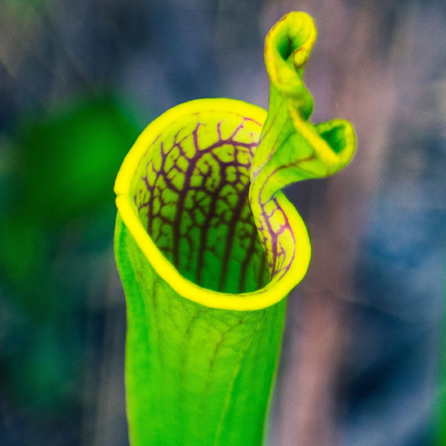 Carnivorous Pitcher Plant Purpurea Foliage Shades Flower Exotic Seeds