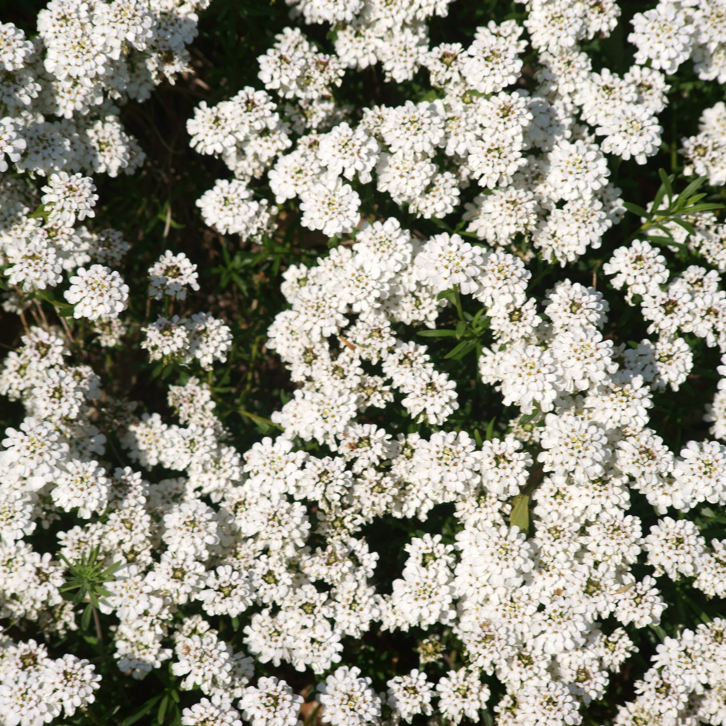 Bee Flower, Evergreen candytuft, Iberis sempervirens, Flower Seeds,