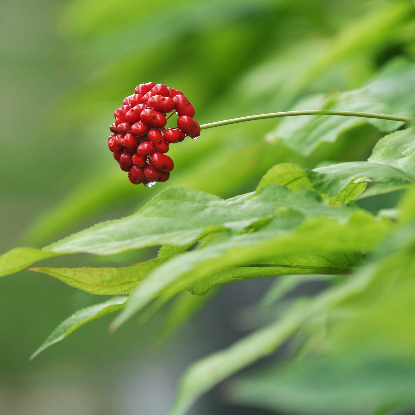 Korean Ginseng Plant Seeds (Panax Ginseng) 20+Seeds