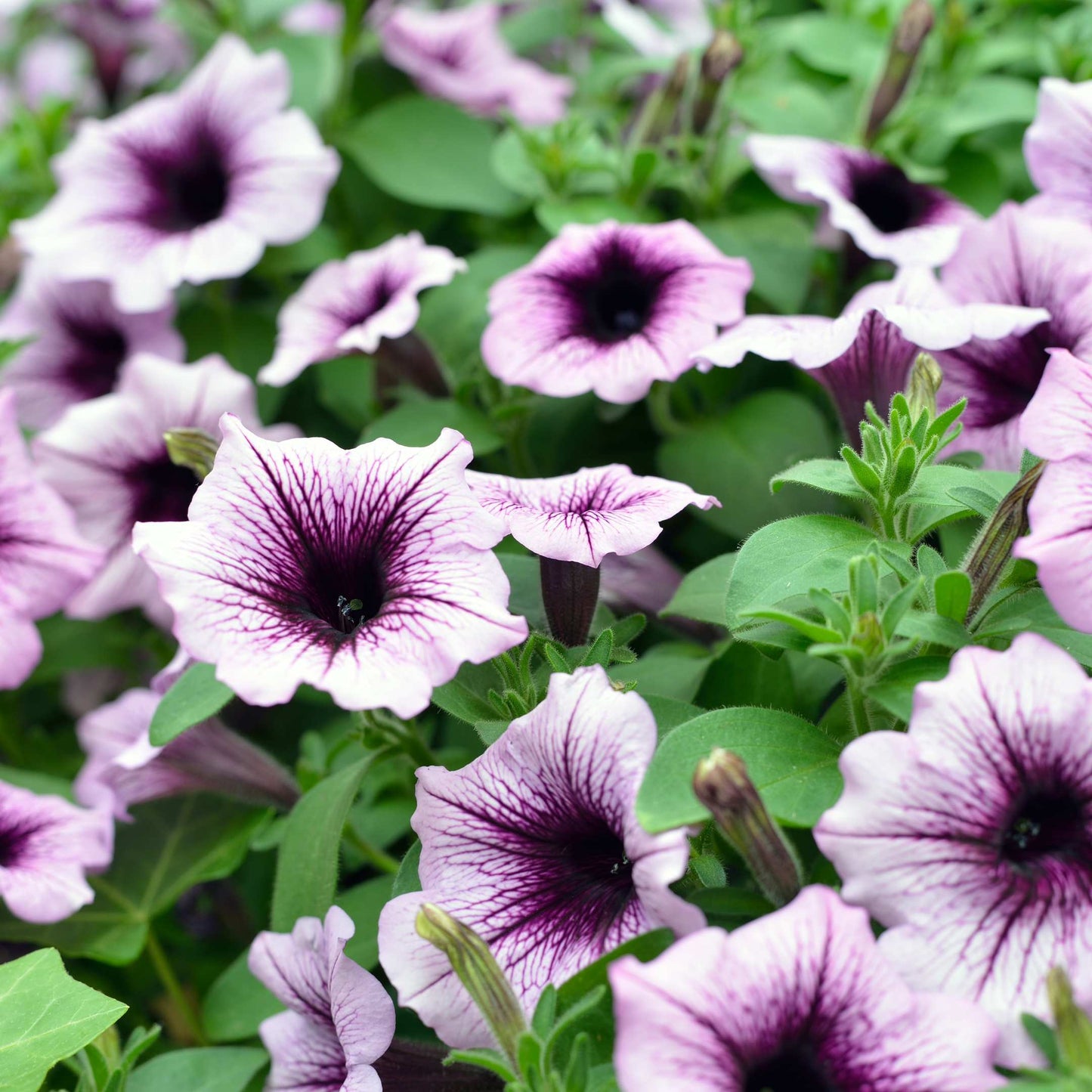 50Pcs Mixed Colors Petunia Seeds