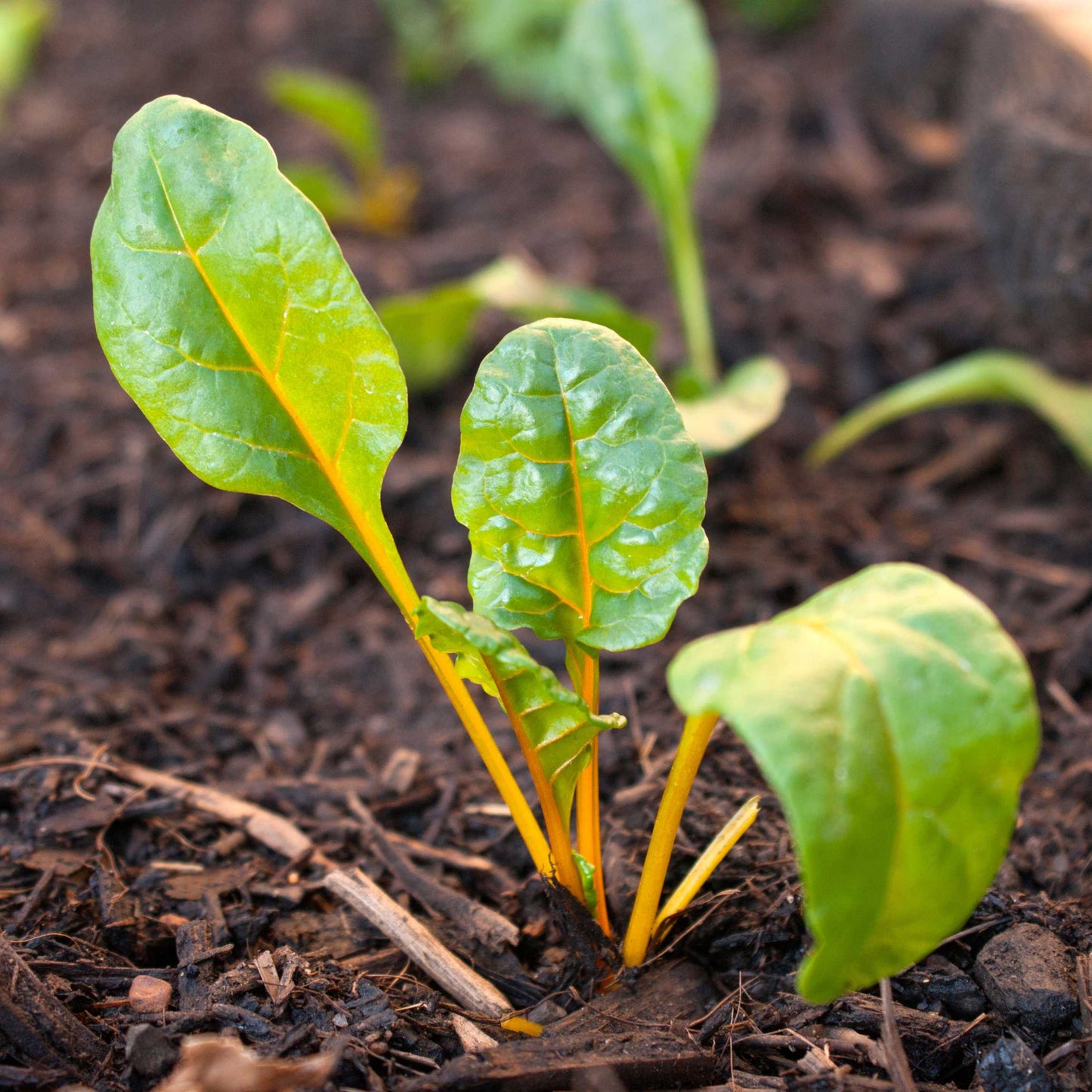 20Pcs Organic Swiss Chard Seeds