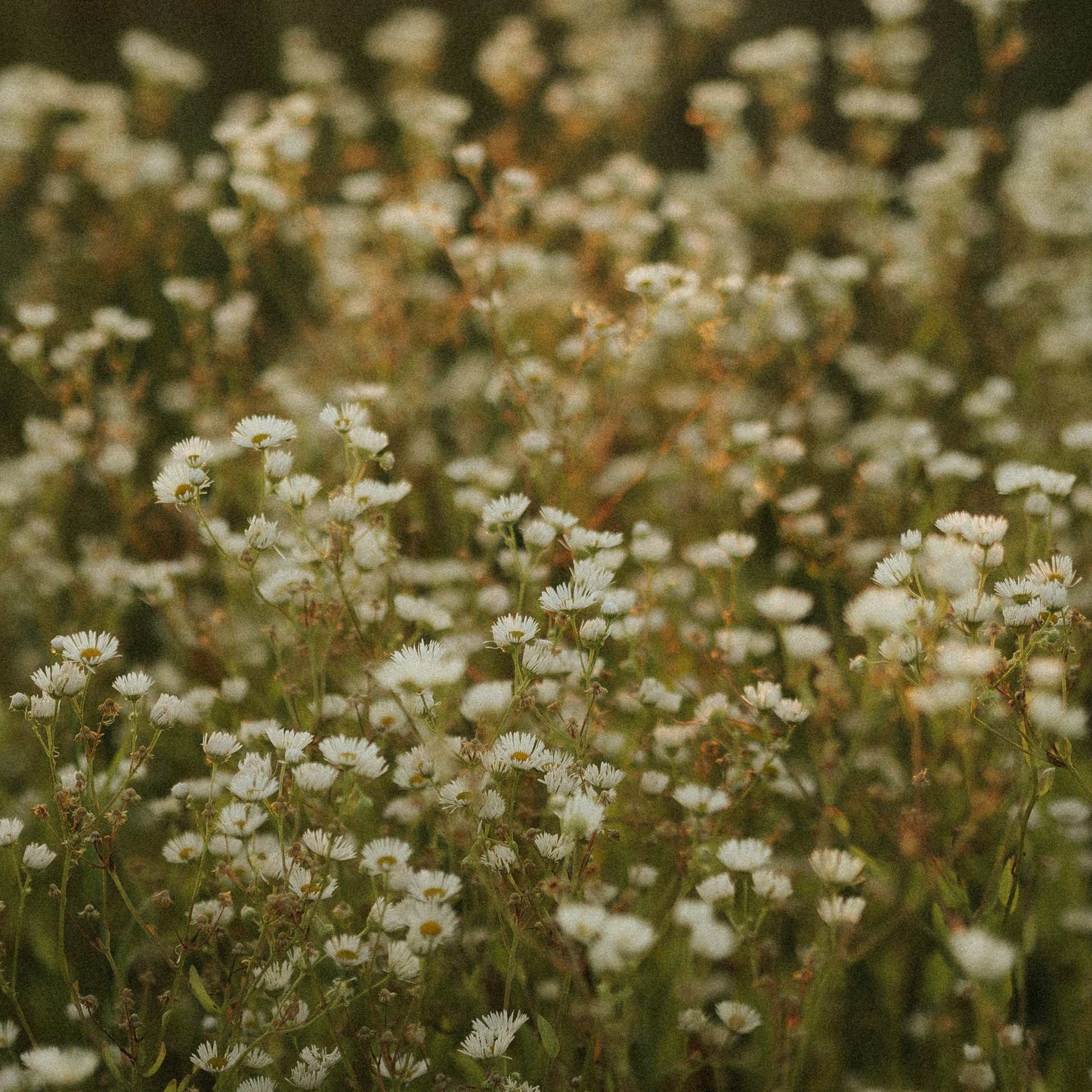 50Pcs Baby's Breath, Gypsophila Seeds
