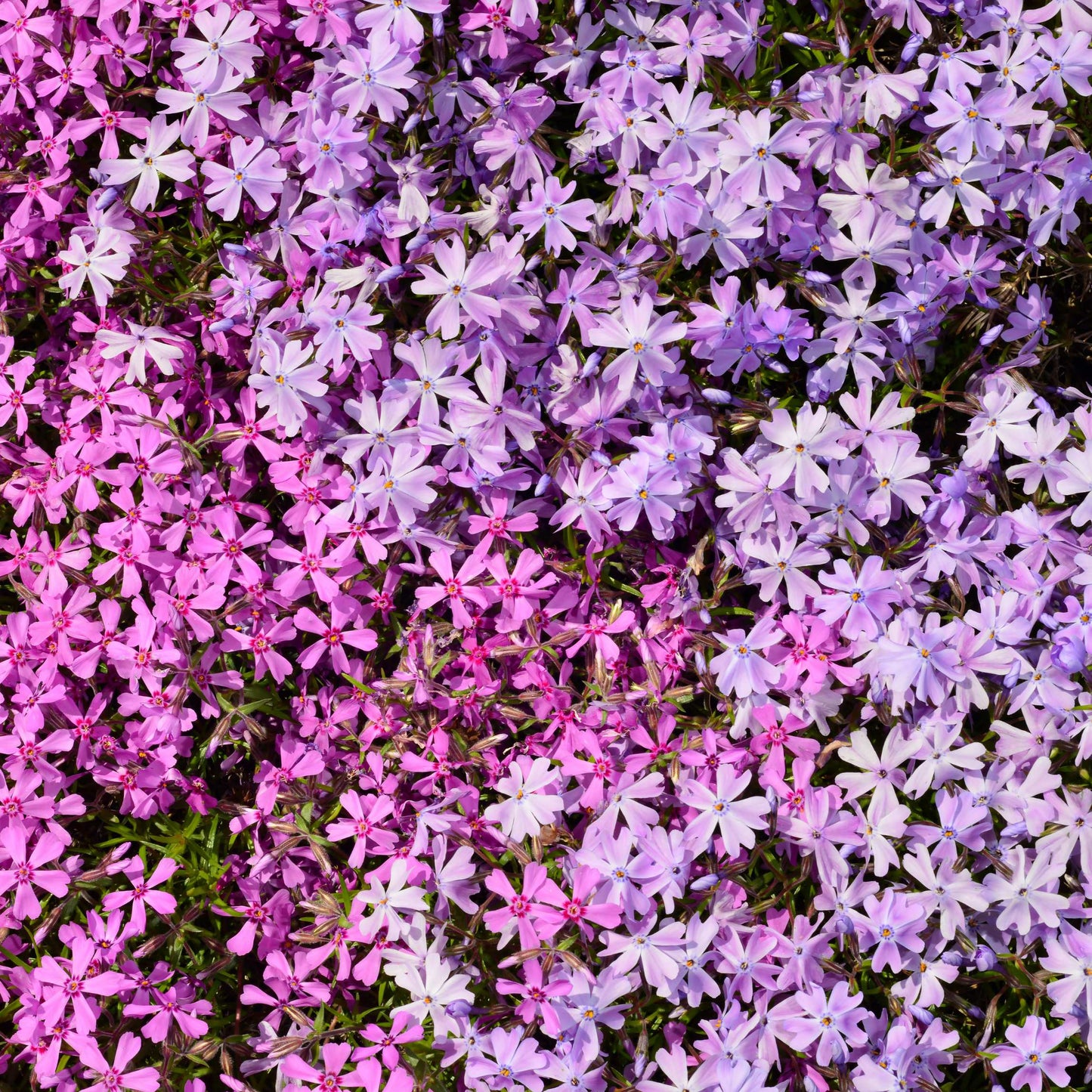 50Pcs Phlox Flower Seeds Pack