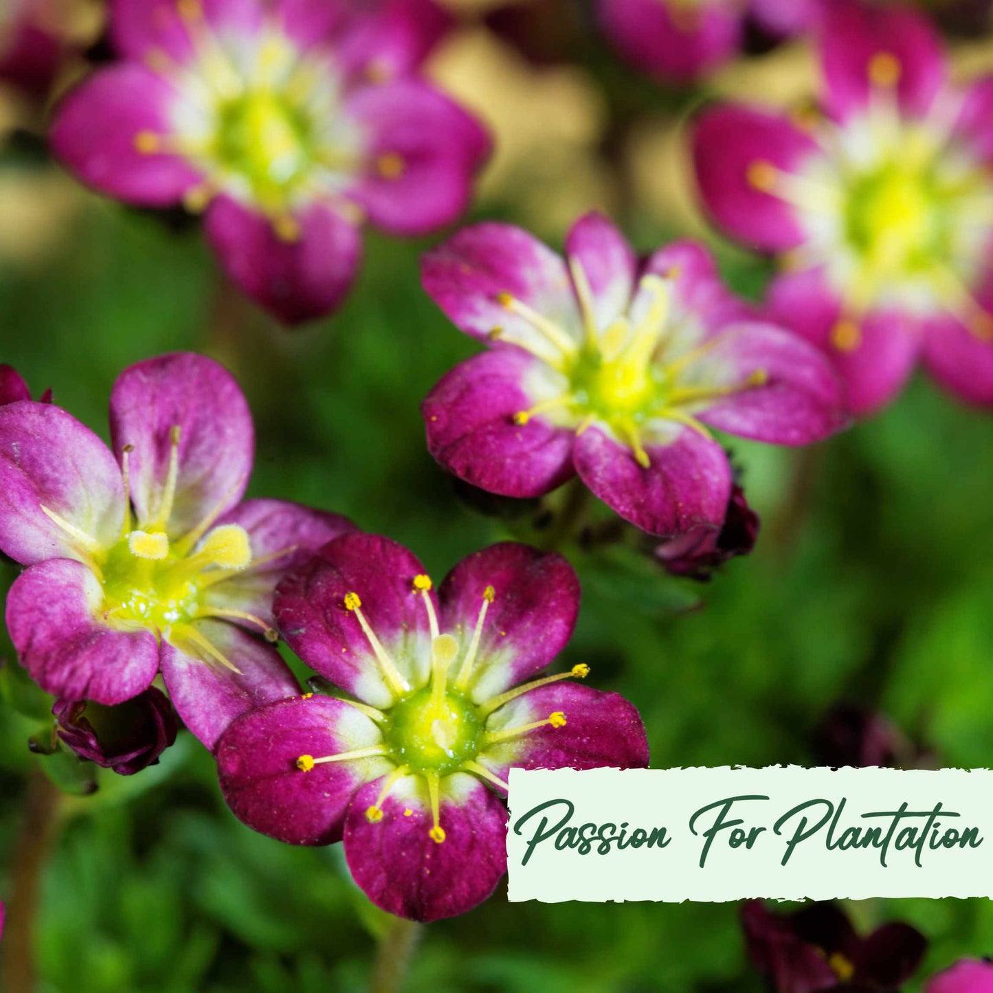 100Pcs Saxifraga Rose Robe Flower Seeds