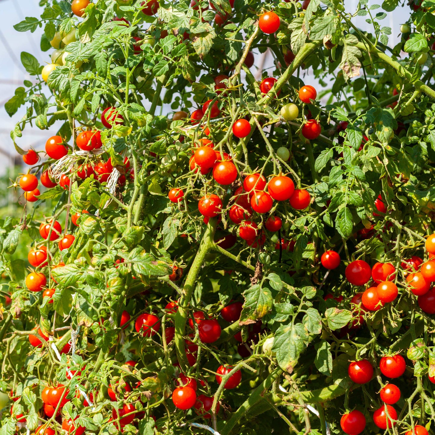 100Pcs Tomato Plant Seeds