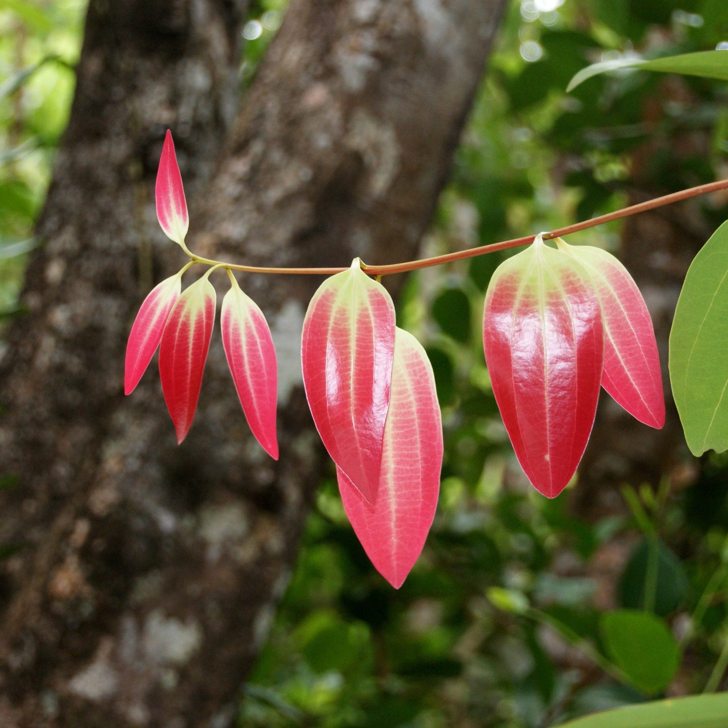 20PCs Cinnamon Tree Seeds, Easy to Grow Spice