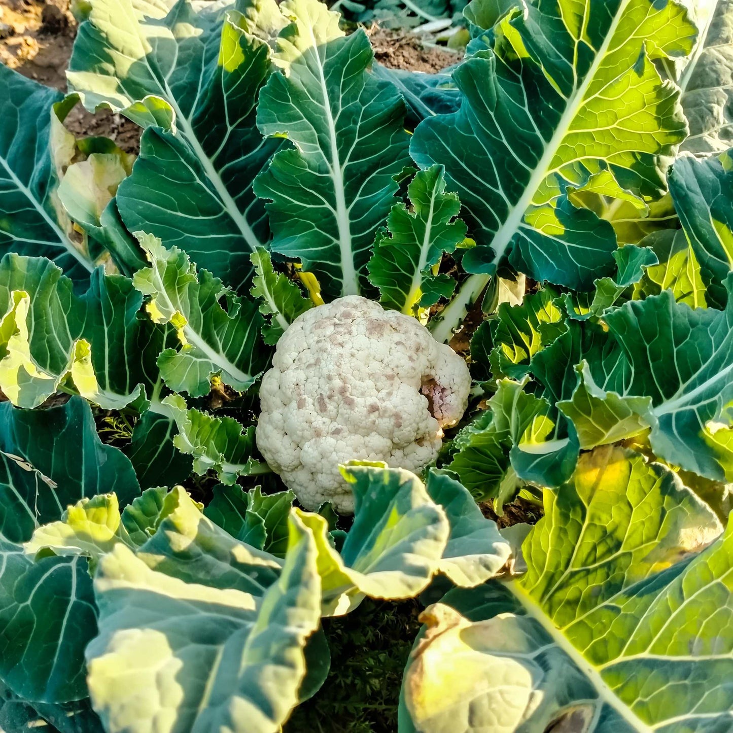 100Pcs Organic Cauliflower Seeds Pack