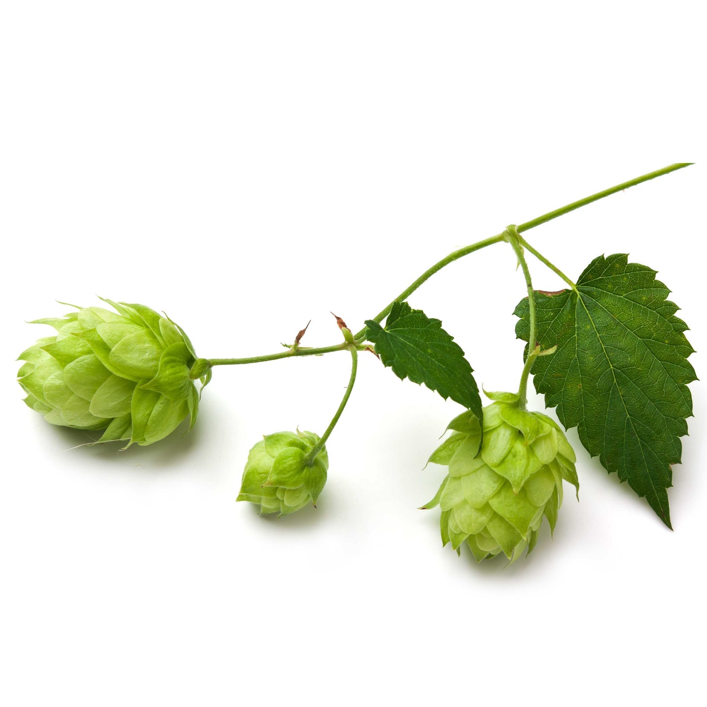 10Pcs Hops (Humulus lupulus) Seeds, Brew Your Own Beer, Easy To Plant ...