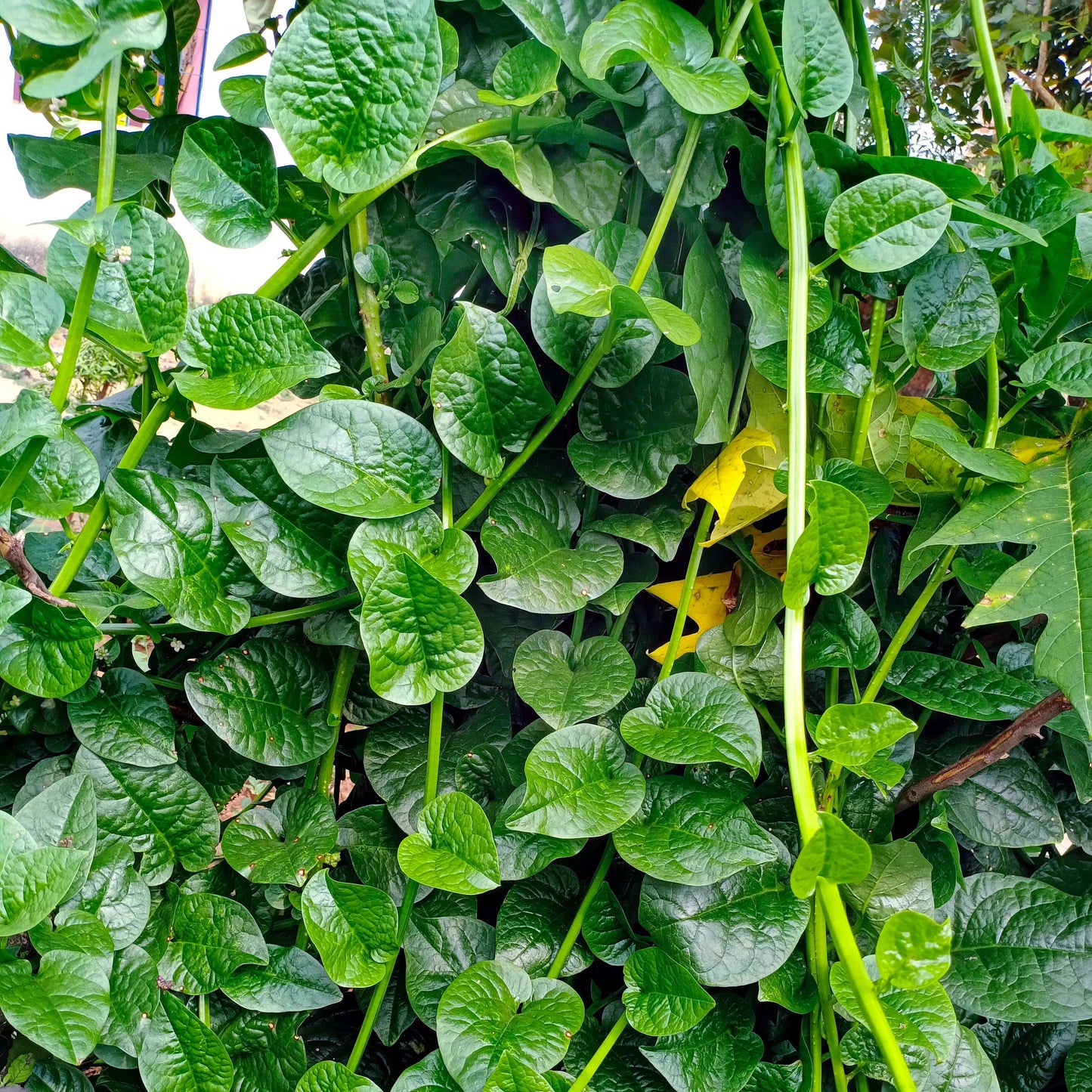 200Pcs Malabar Spinach Seeds