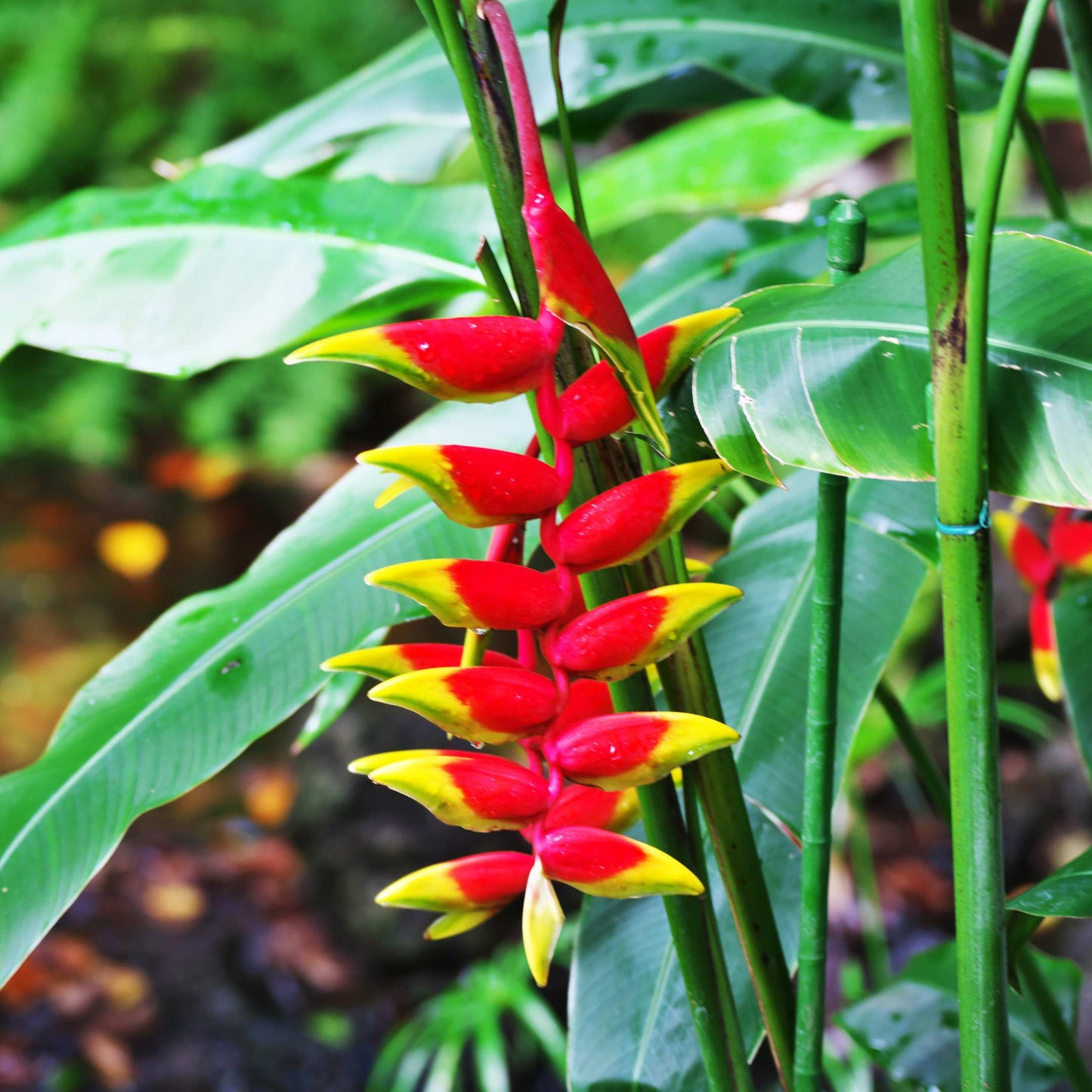 5Pcs Heliconia Wagneriana Ornamental Plant Seeds