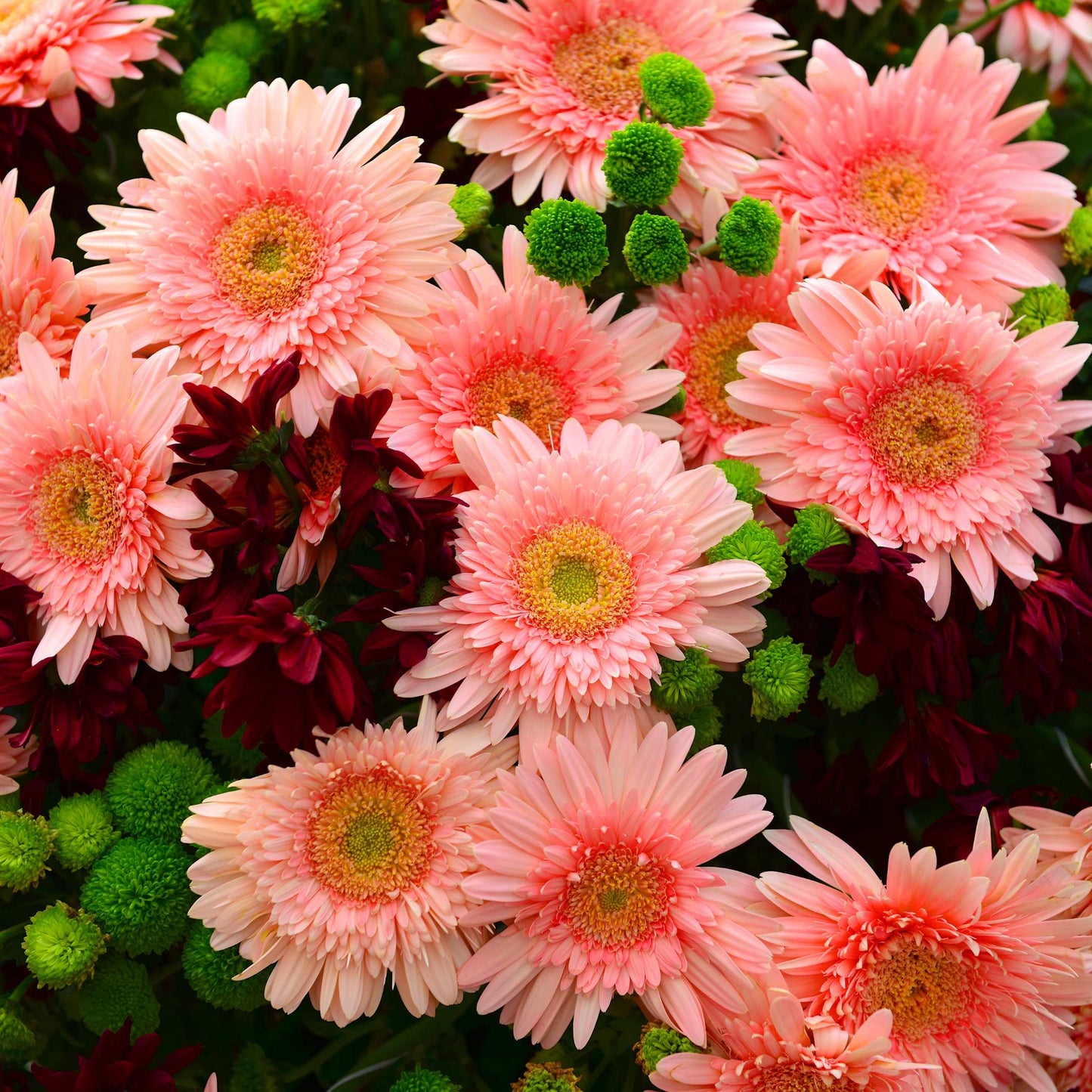 50Pcs Gerbera Daisy Flower Seeds Pack