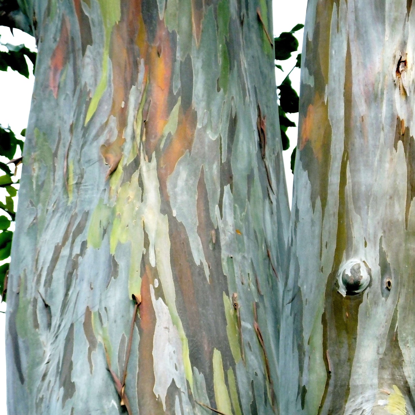 50Pcs Rainbow Eucalyptus Deglupta Tree Seeds