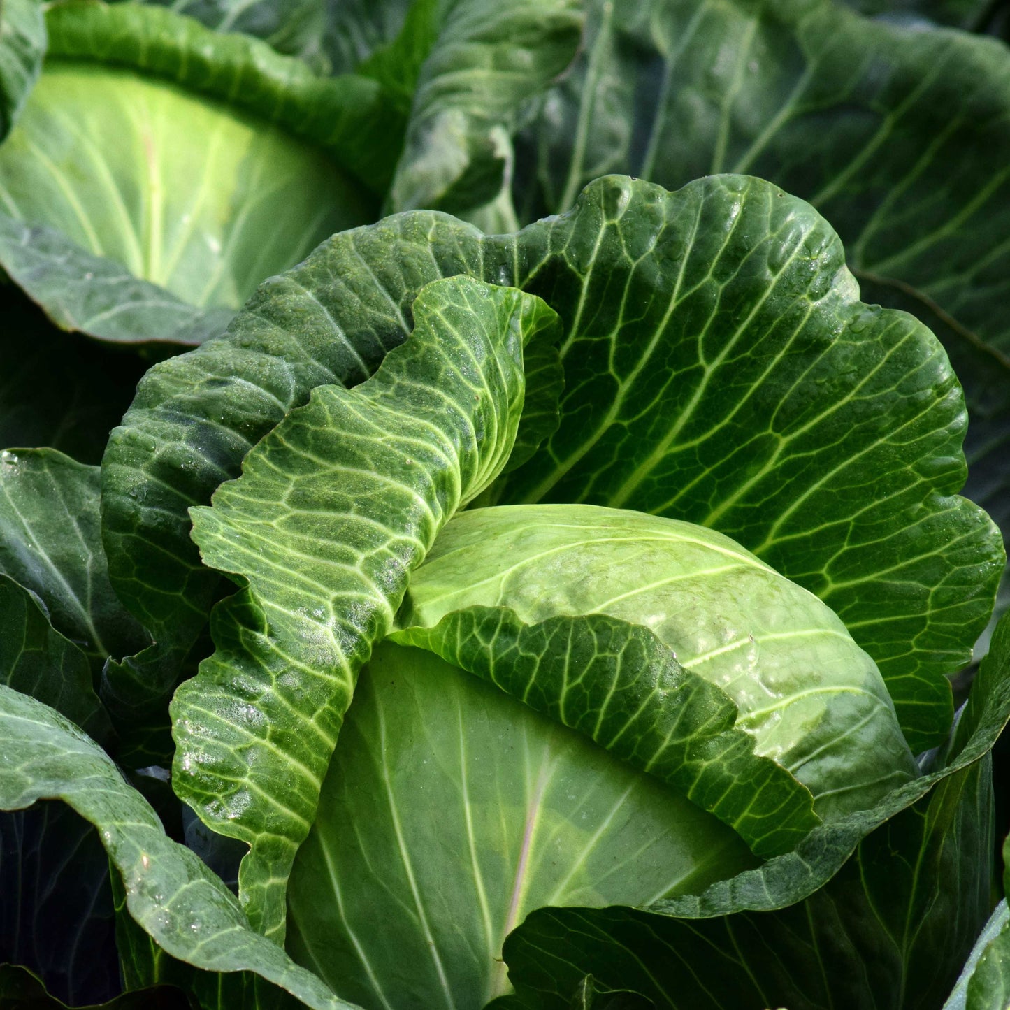 100Pcs Organic Cabbage Seeds