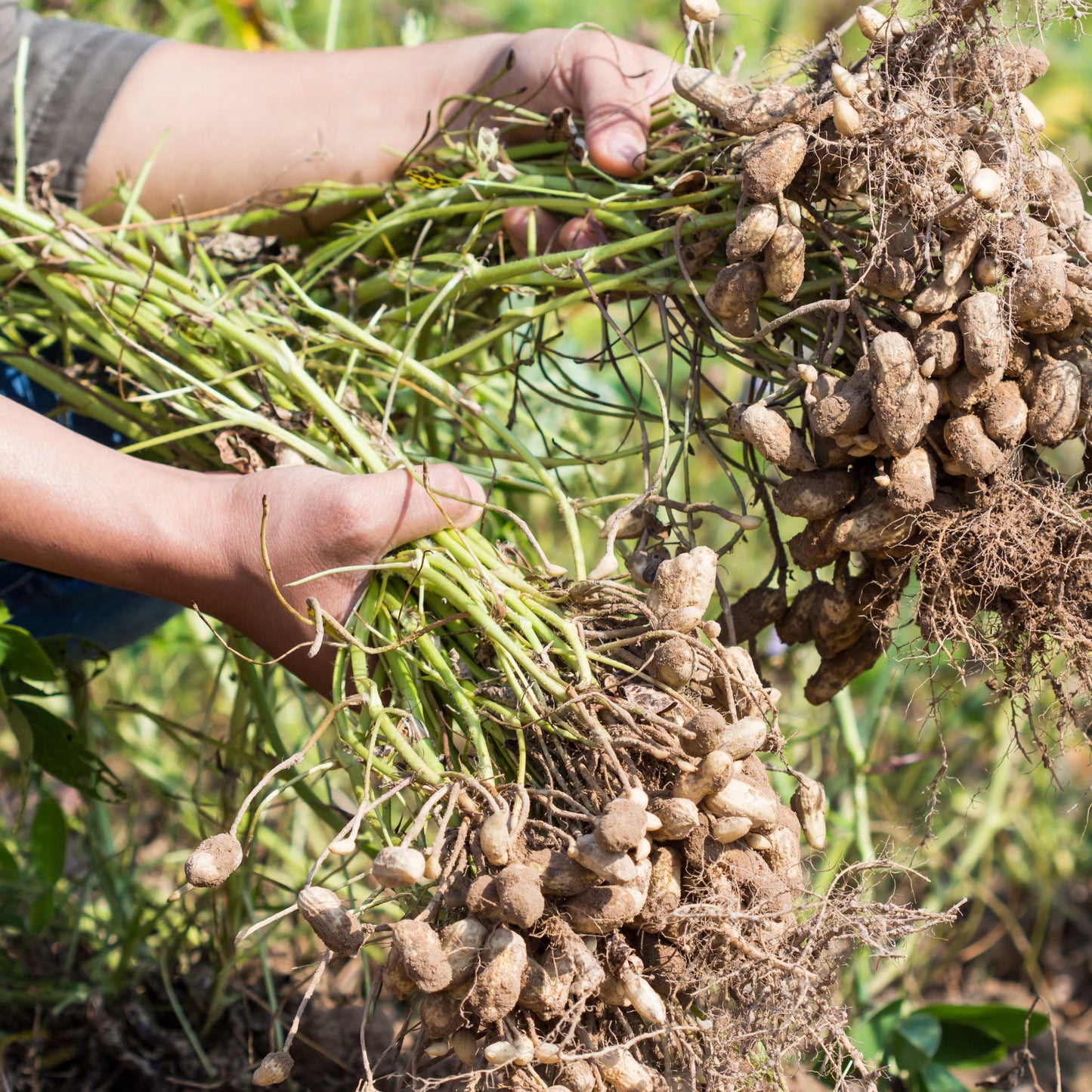 10Pcs Peanut Seeds