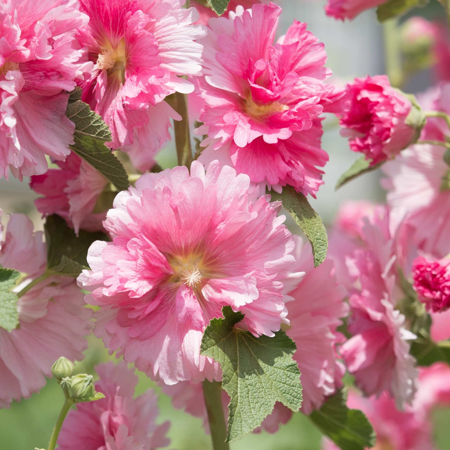 200Pcs Hollyhock Seeds Pack