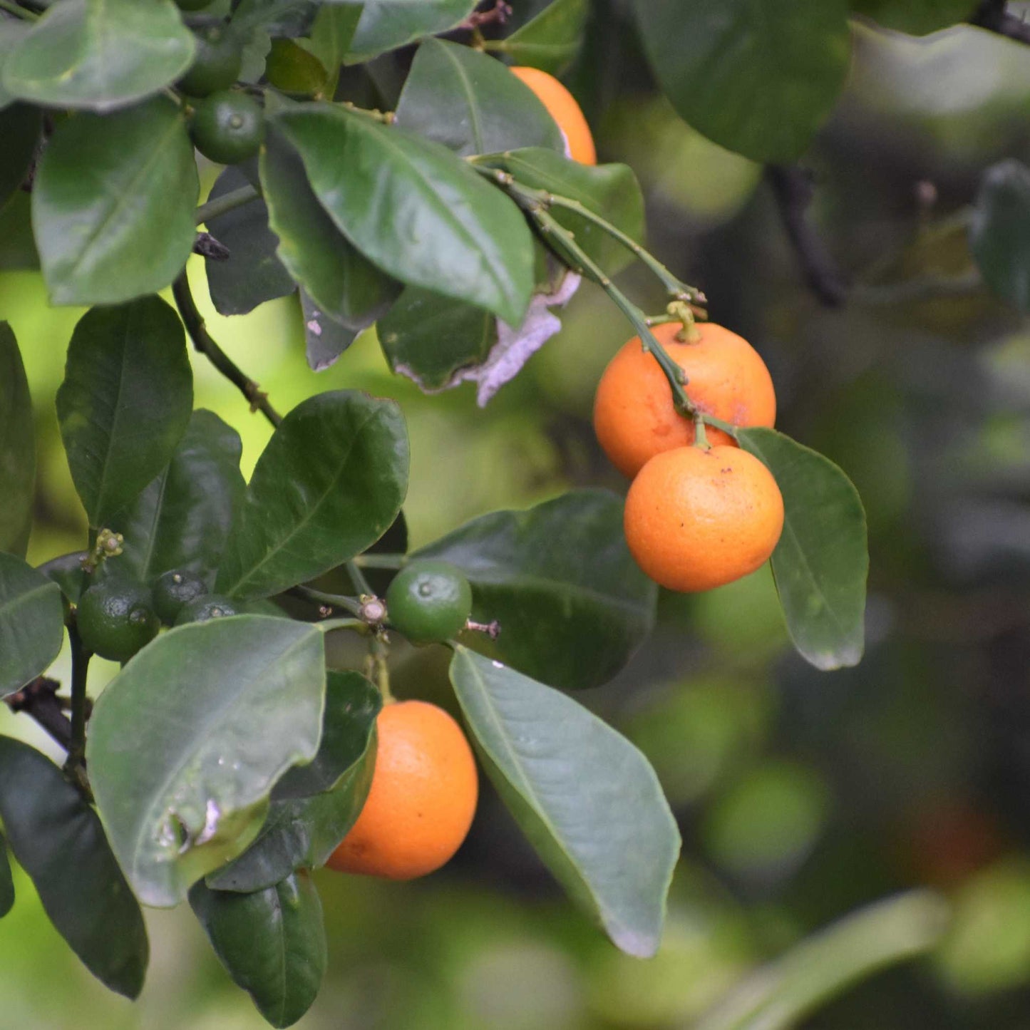 20Pcs Japanese Golden Persimmon Seeds