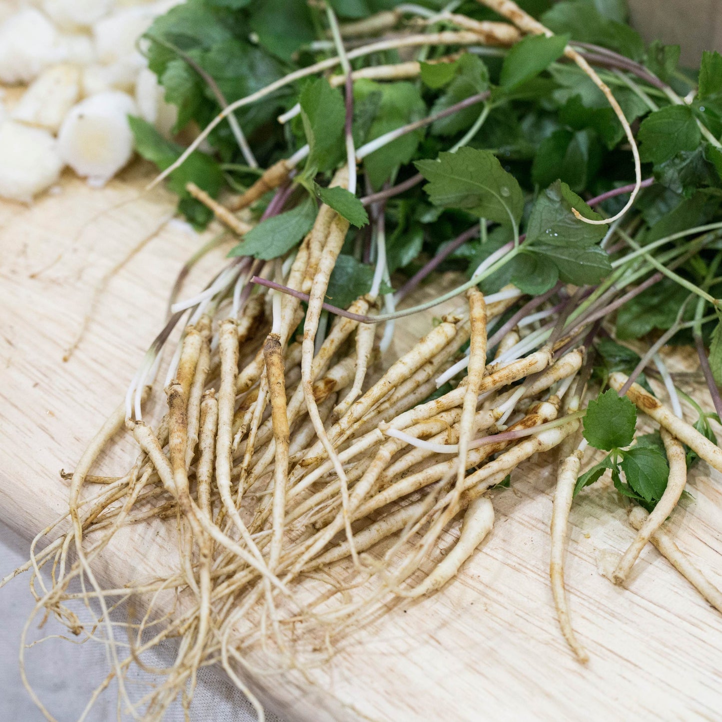 20Pcs Korean Ginseng Plant Seeds (Panax Ginseng)