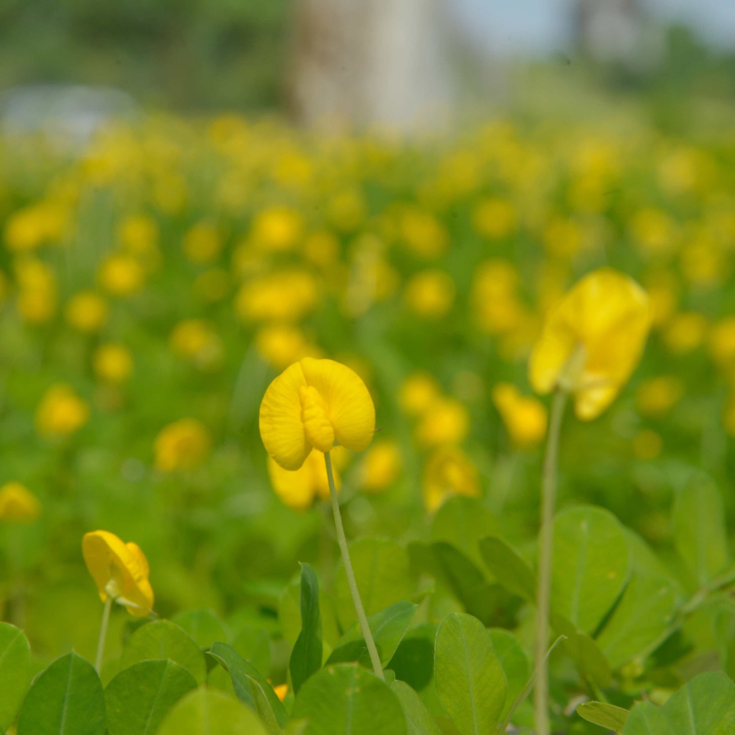 10Pcs Peanut Seeds