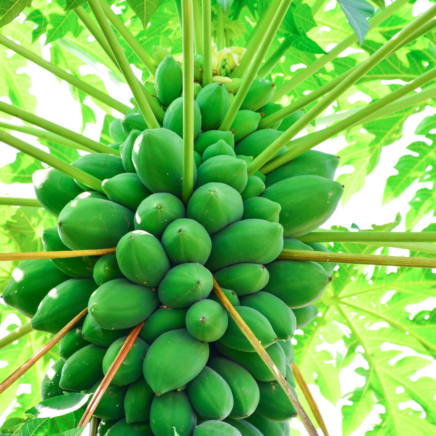 20Pcs Organic Papaya Seeds