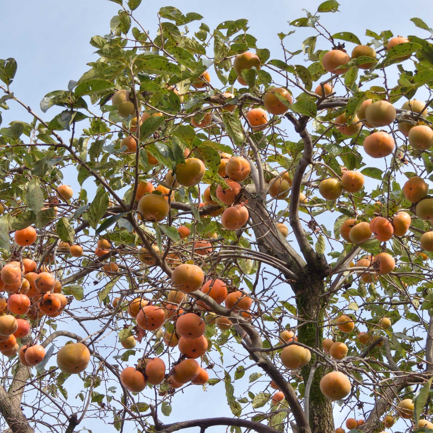 20Pcs Japanese Golden Persimmon Seeds
