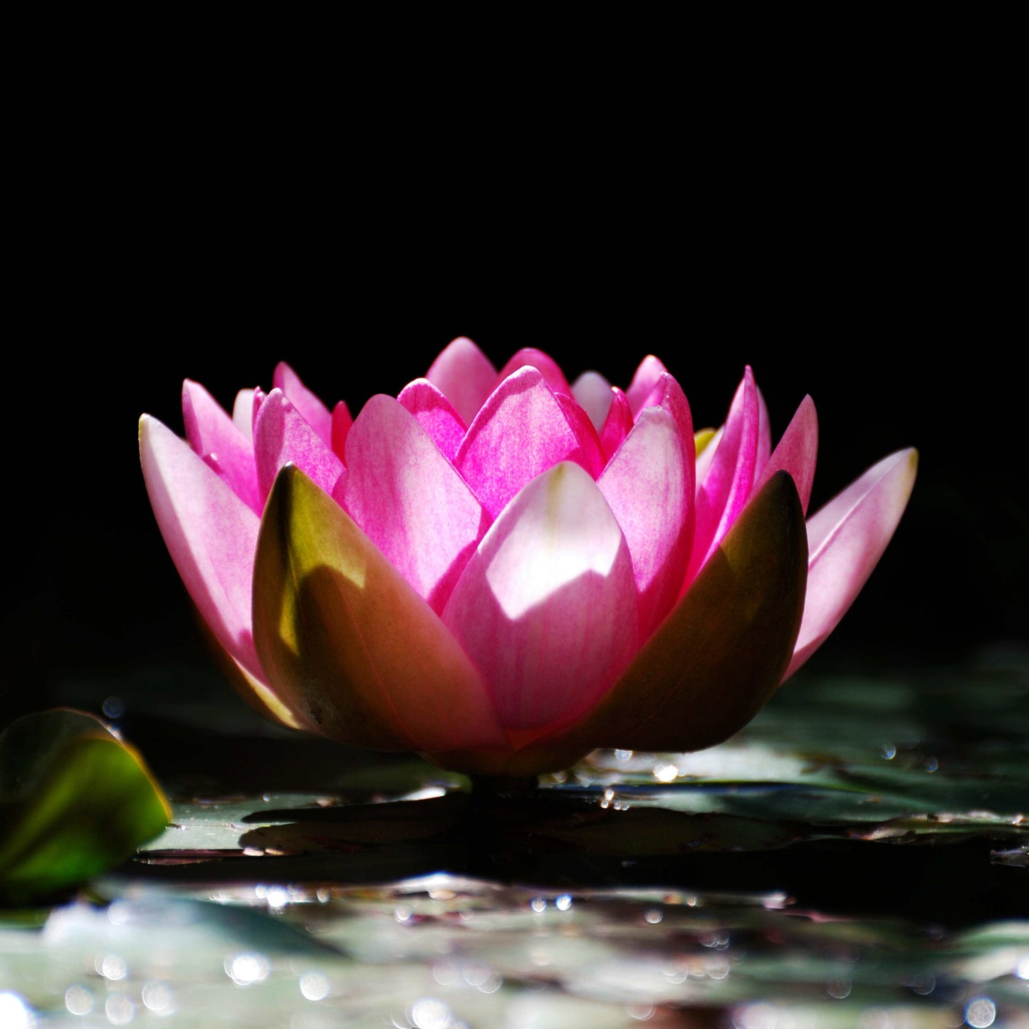 5 PINK LOTUS Flower Seeds