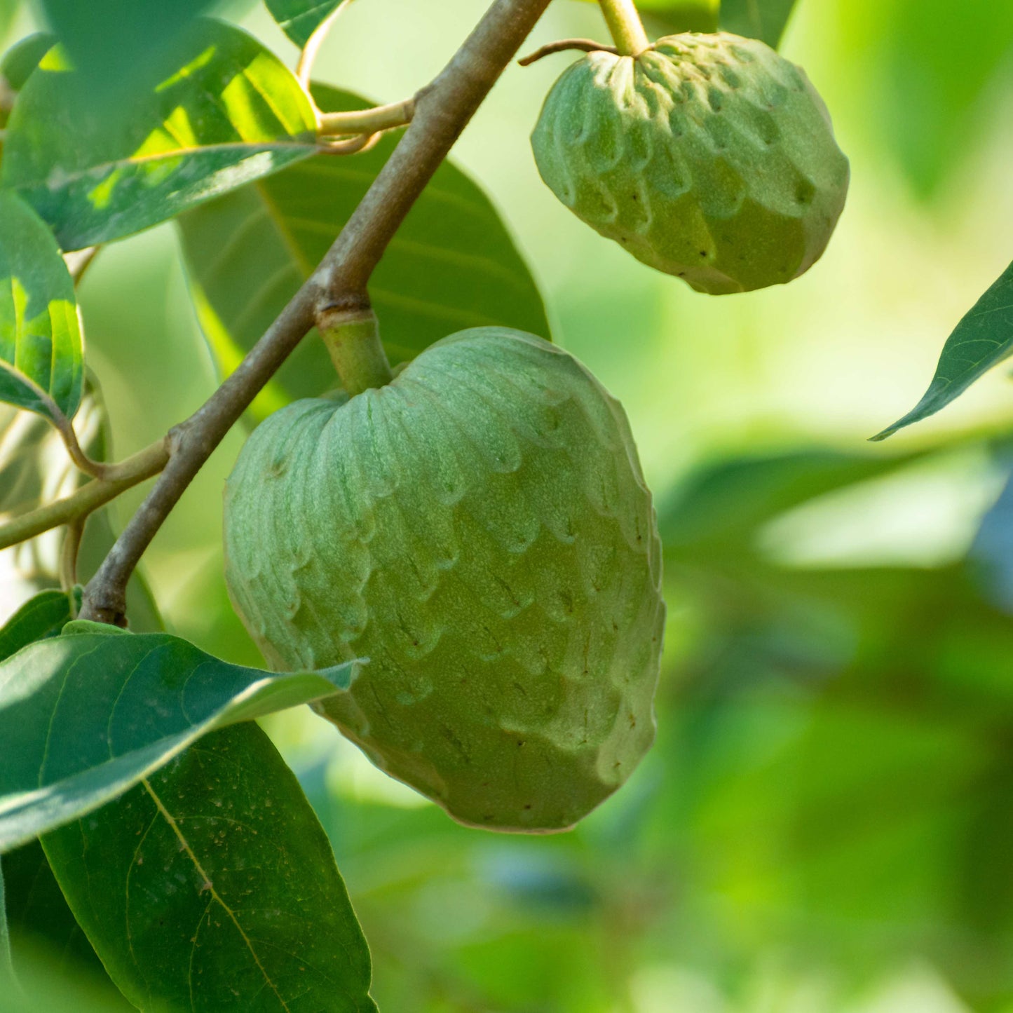 50Pcs Cherimoya Plant Seeds