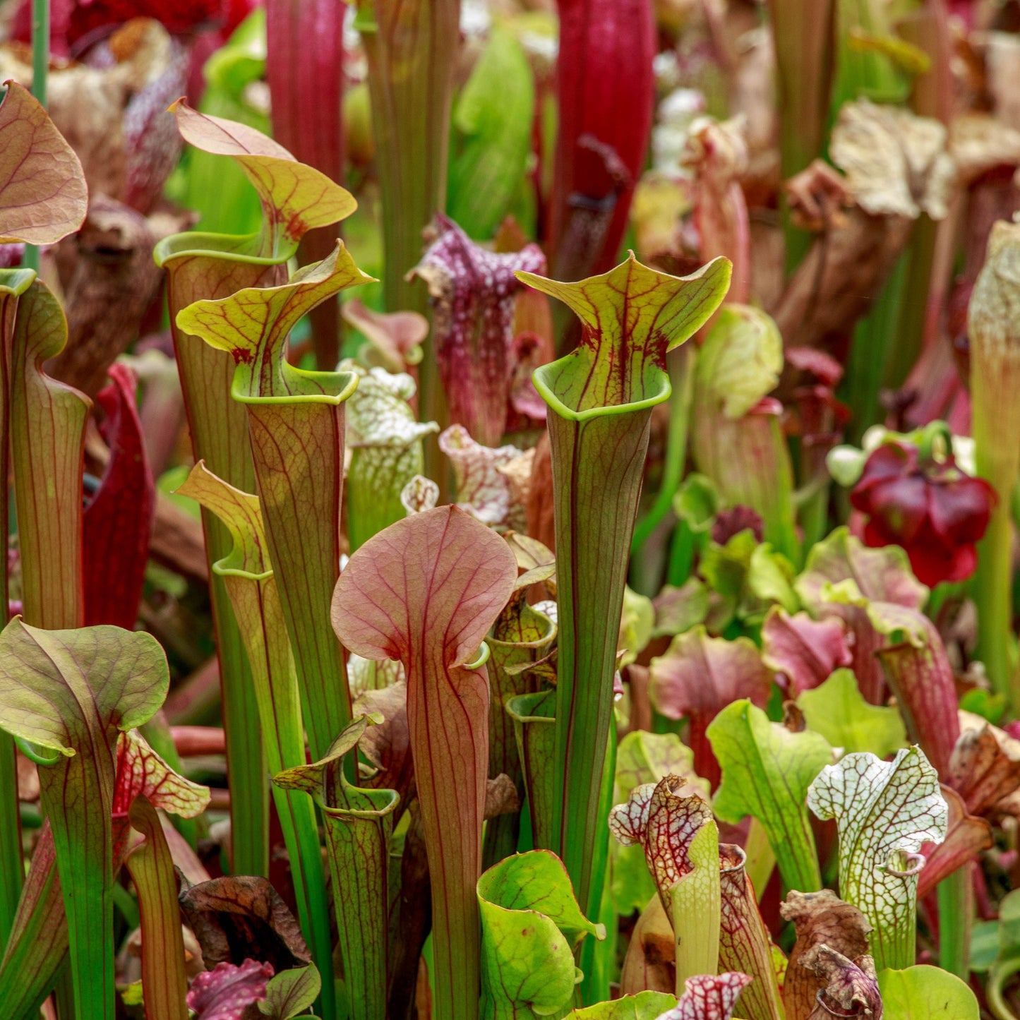 Carnivorous Pitcher Plant Purpurea Foliage Shades Flower Exotic Seeds