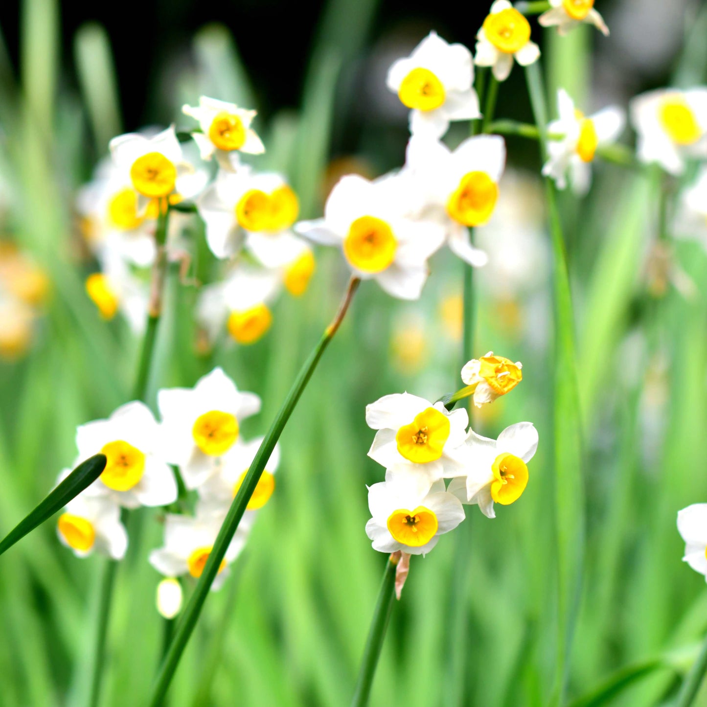 10Pcs Narcissus Flower Seeds
