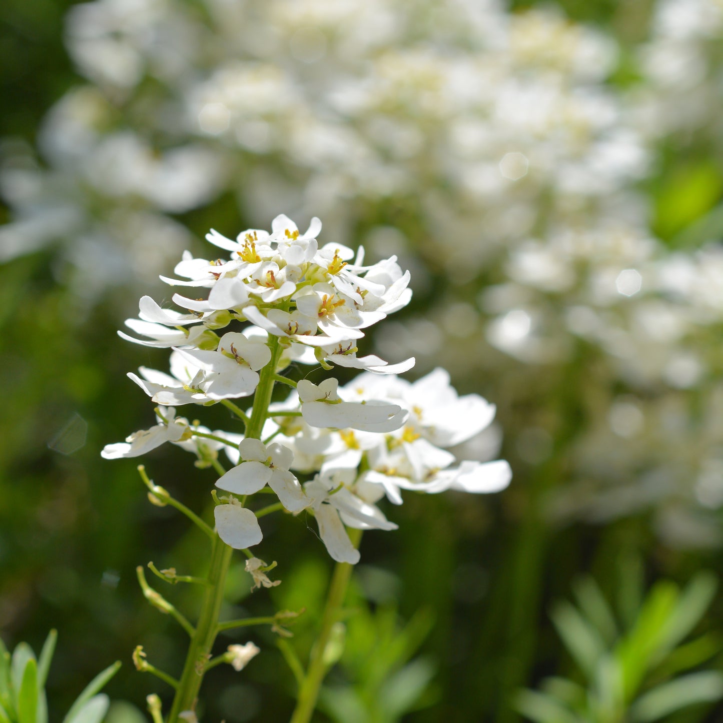 Bee Flower, Evergreen candytuft, Iberis sempervirens, Flower Seeds,