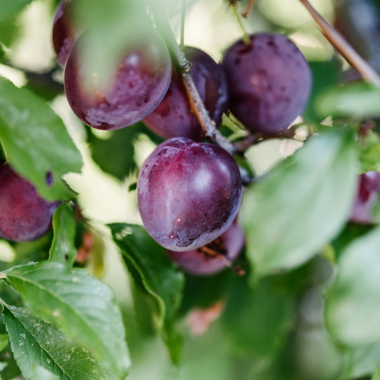 10Pcs Plum Tree Seeds, Fruit Tree, Easy To Grow