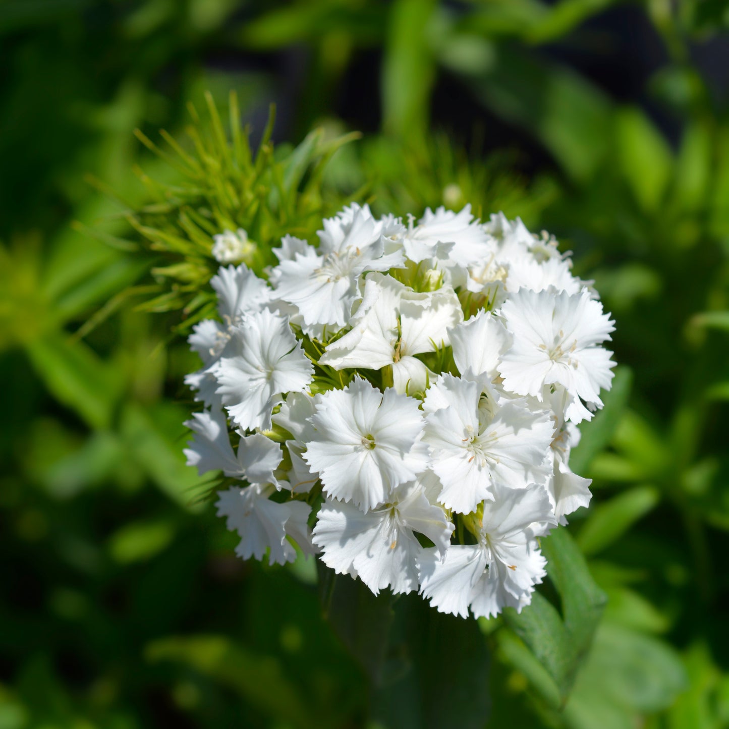100Pcs Mixed Multicolor Sweet William Flower Seeds