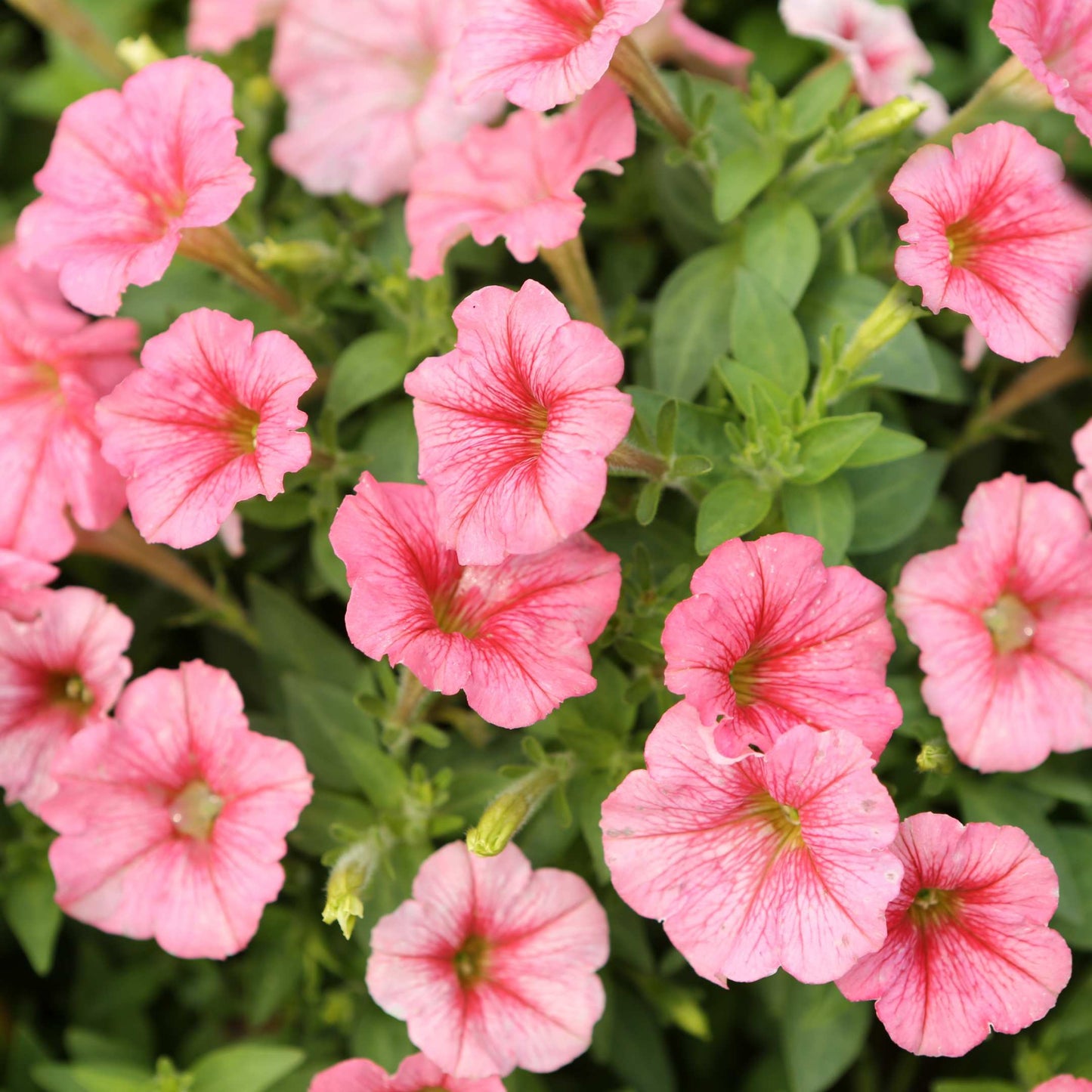 50Pcs Mixed Colors Petunia Seeds