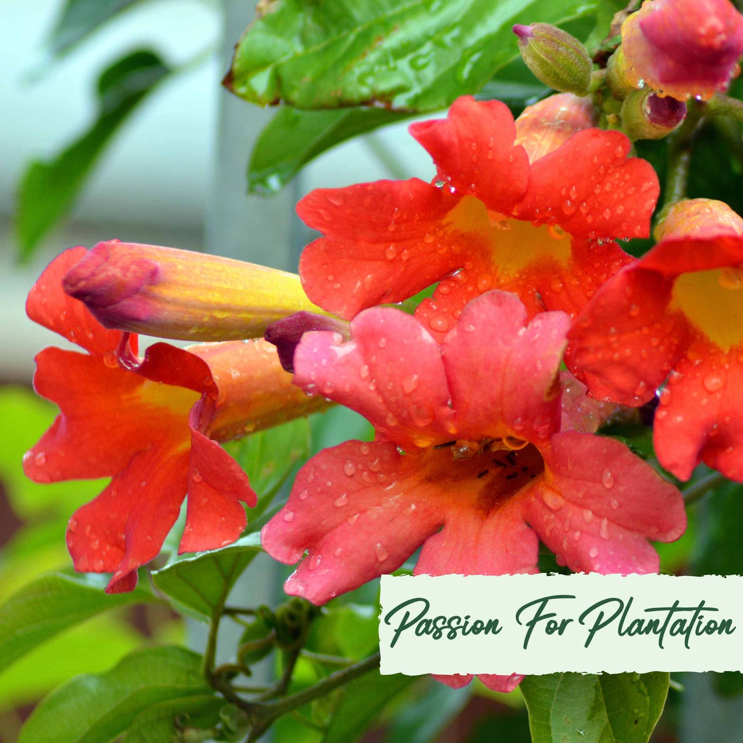 50Pcs Trumpet Vine (Campsis radicans) Seeds
