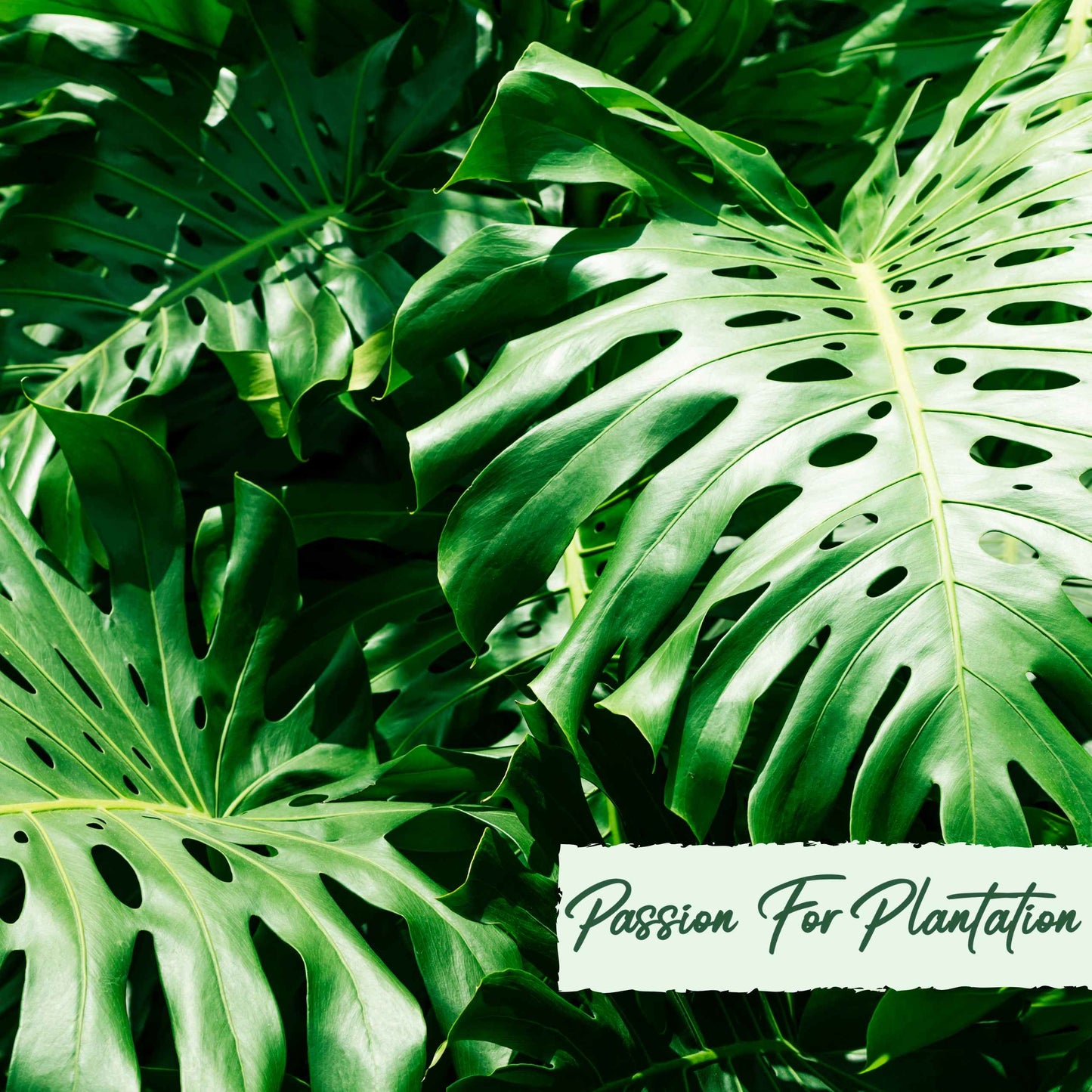 50Pcs Monstera deliciosa Liebm Seeds