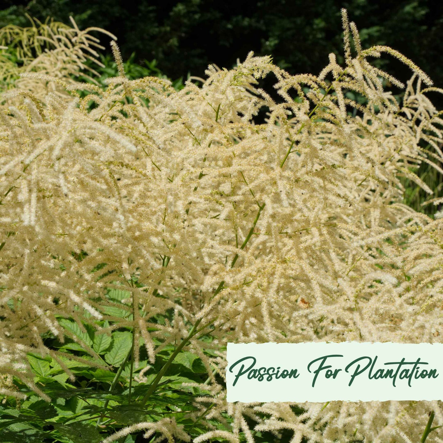 Aruncus Noble Spirits Seeds (Aethusifolius Noble Spirits)