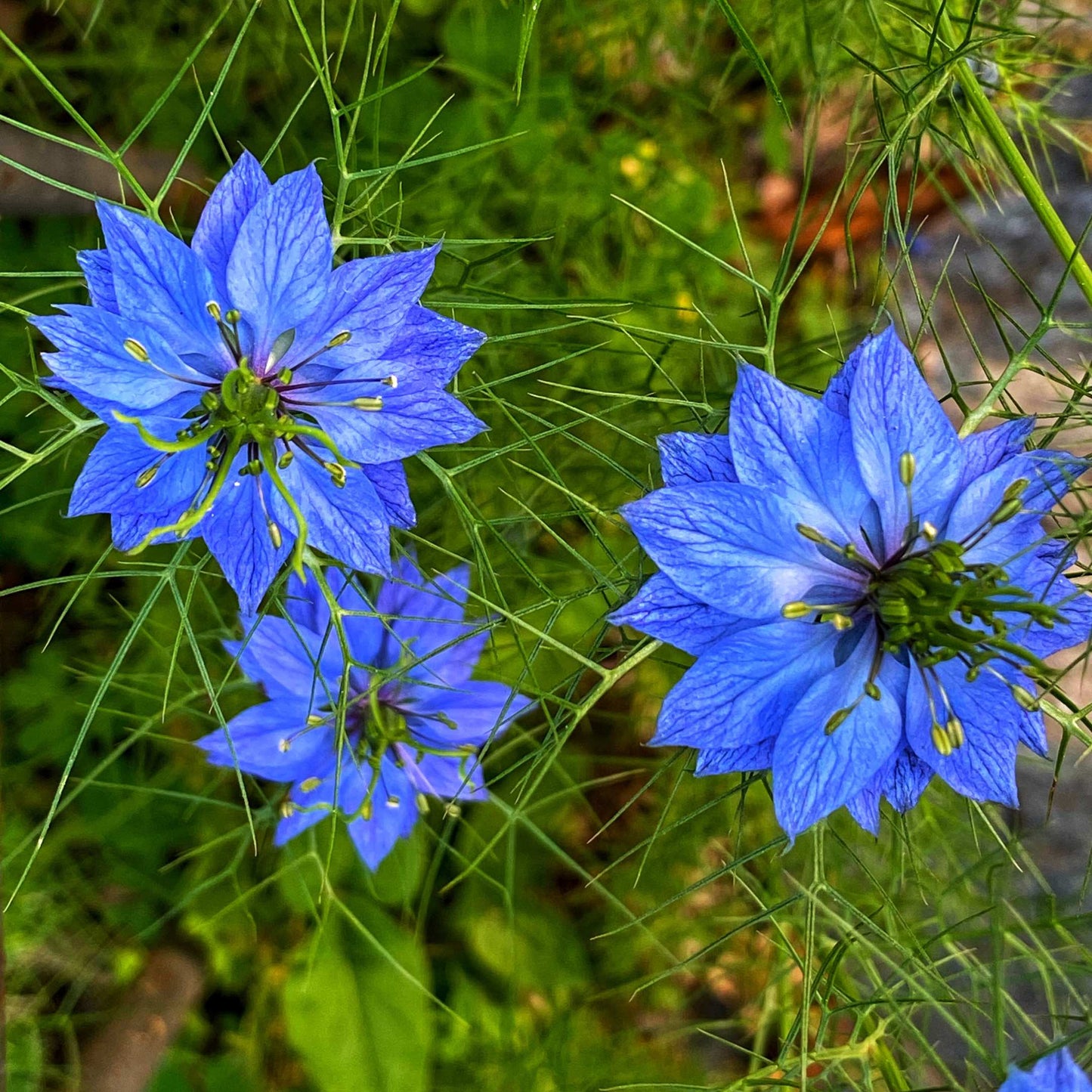 30Pcs Love in a Mist Flower Seeds
