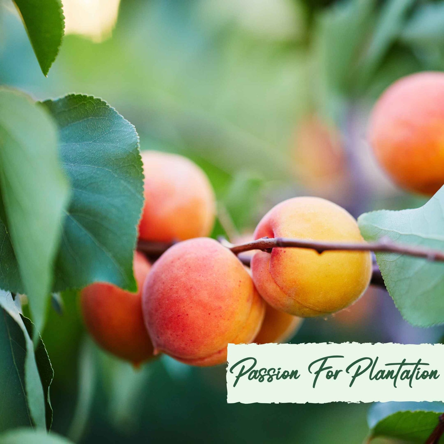 5Pcs Apricot Tree Seeds