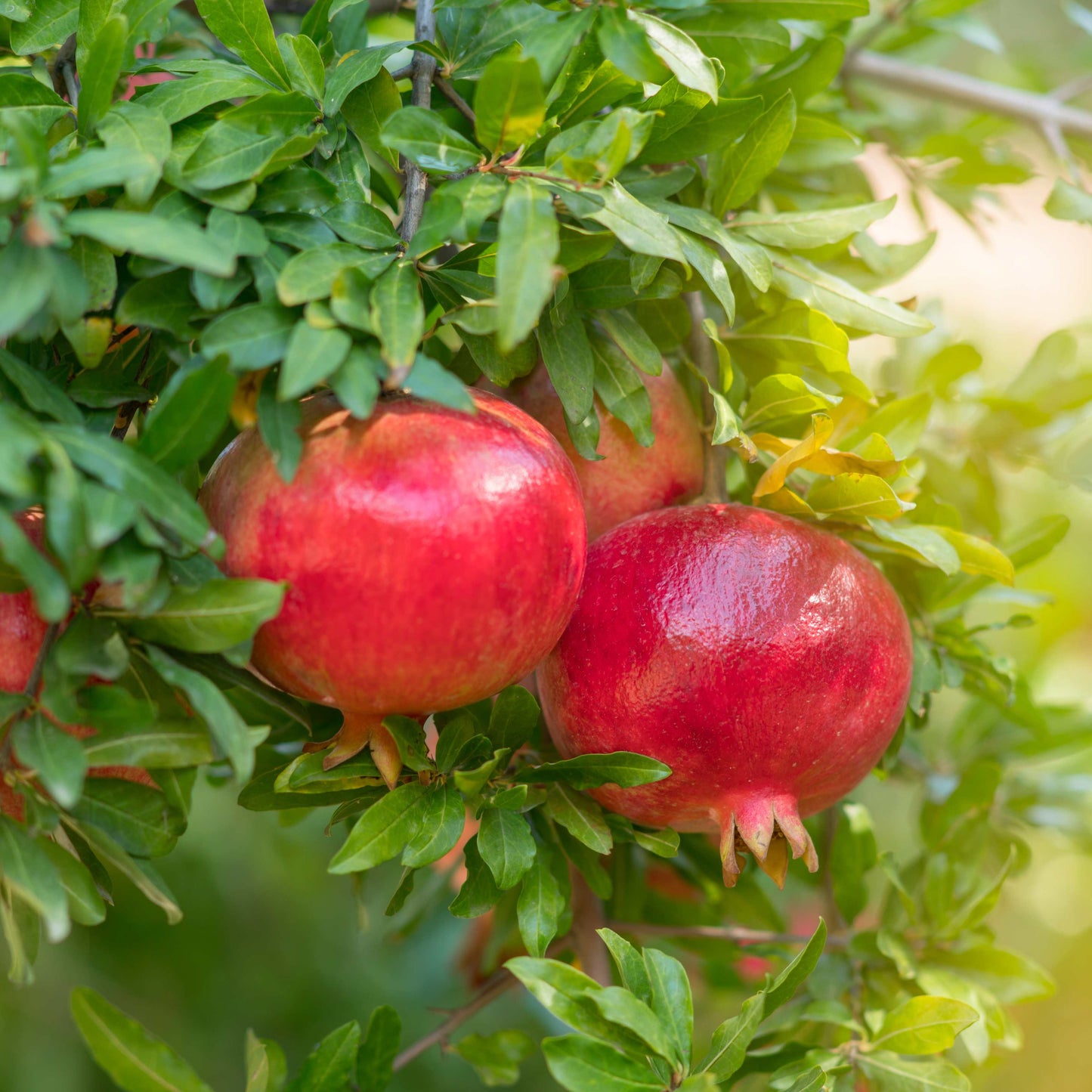 20Pcs Red Jewel Pomegranate Tree Seeds