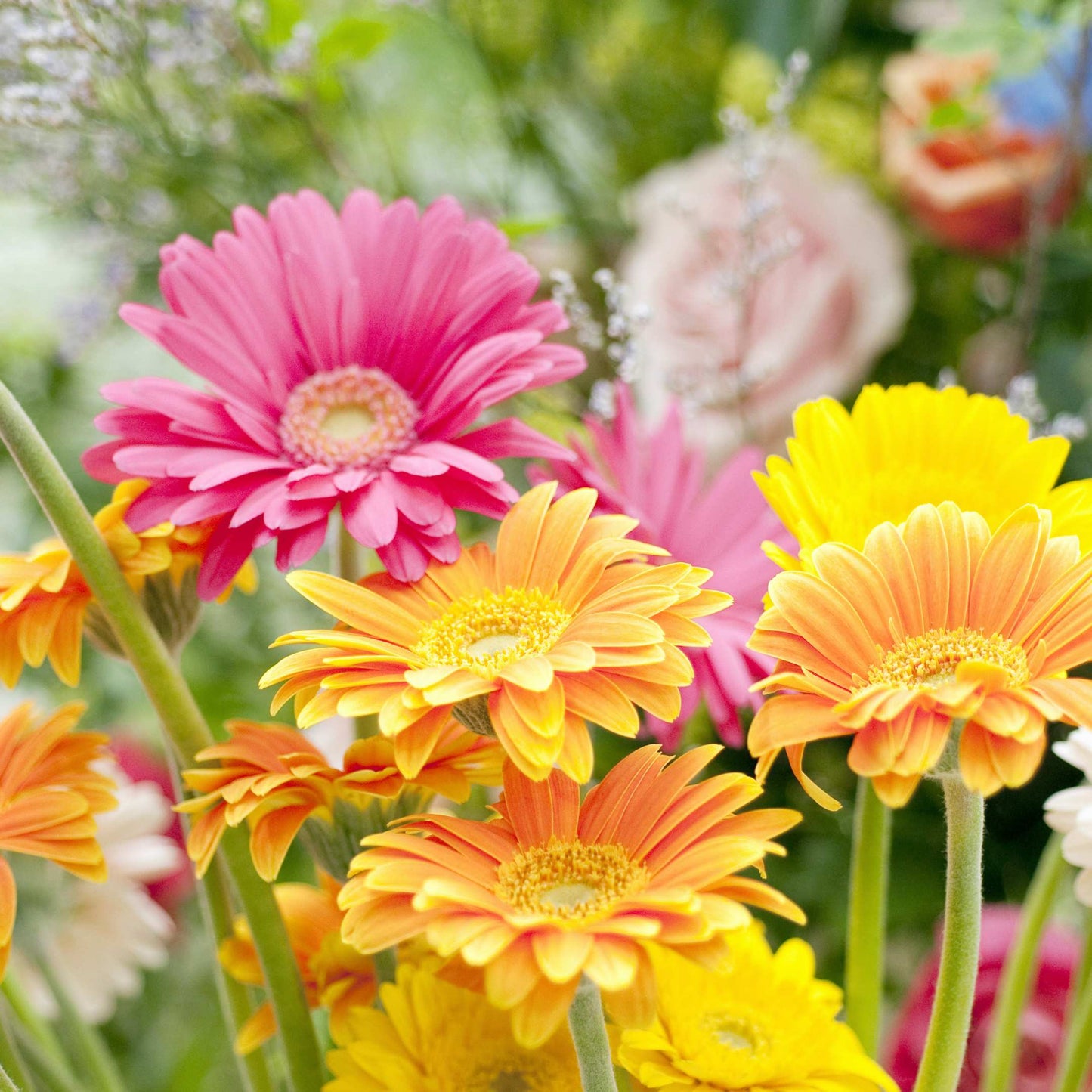 50Pcs Gerbera Daisy Flower Seeds Pack