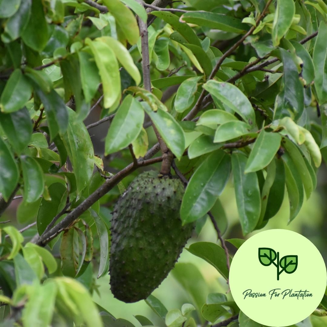 5Pcs Soursop Fruit Seeds