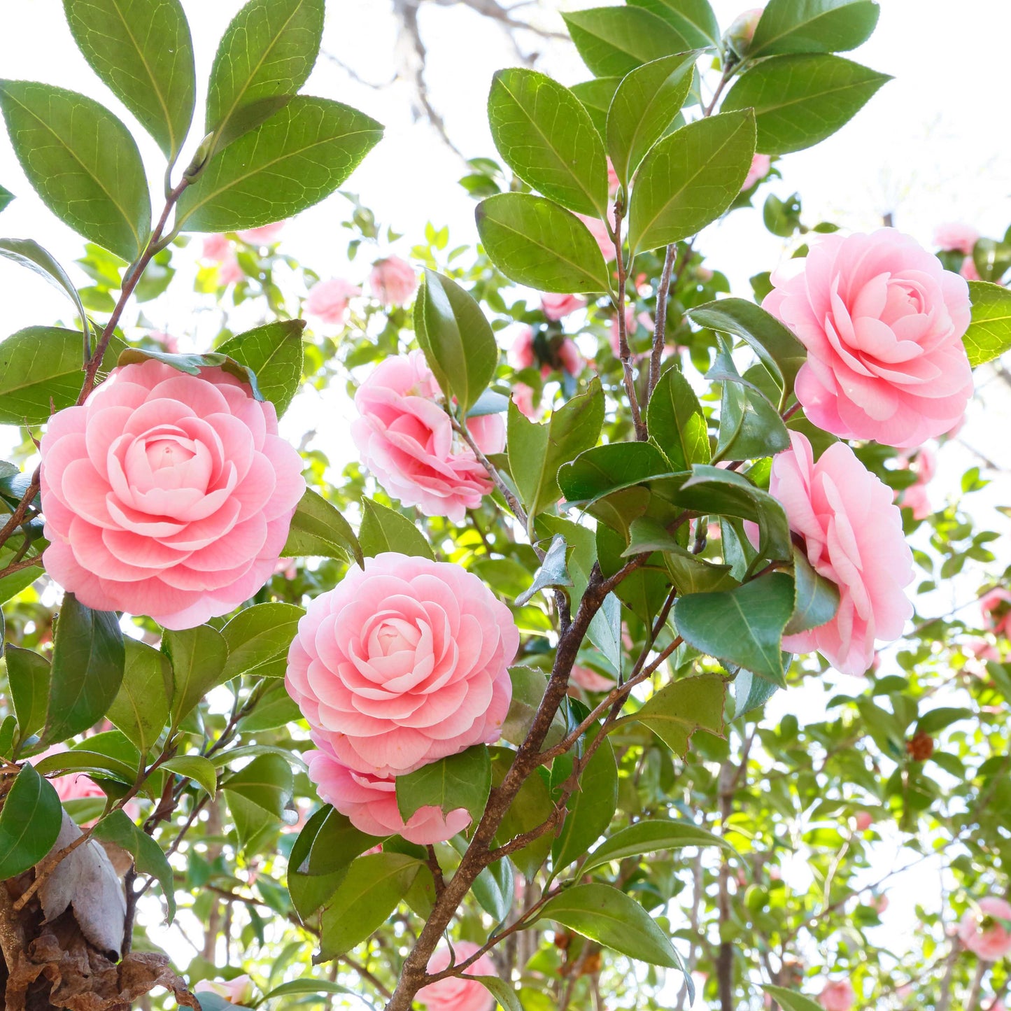 10Pcs Camellia Flower Seeds