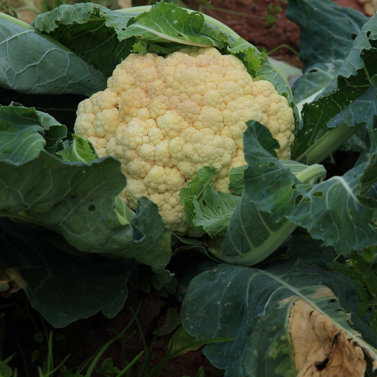 100Pcs Organic Cauliflower Seeds Pack