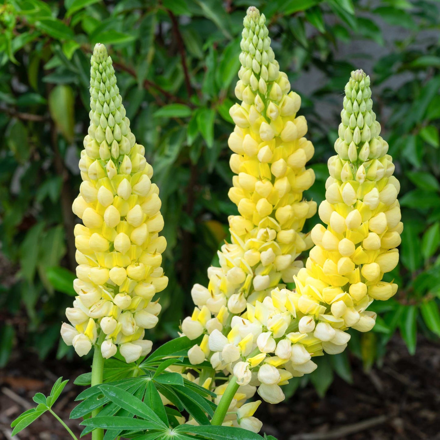 100Pcs Lupine Russel Mix Flower Seeds