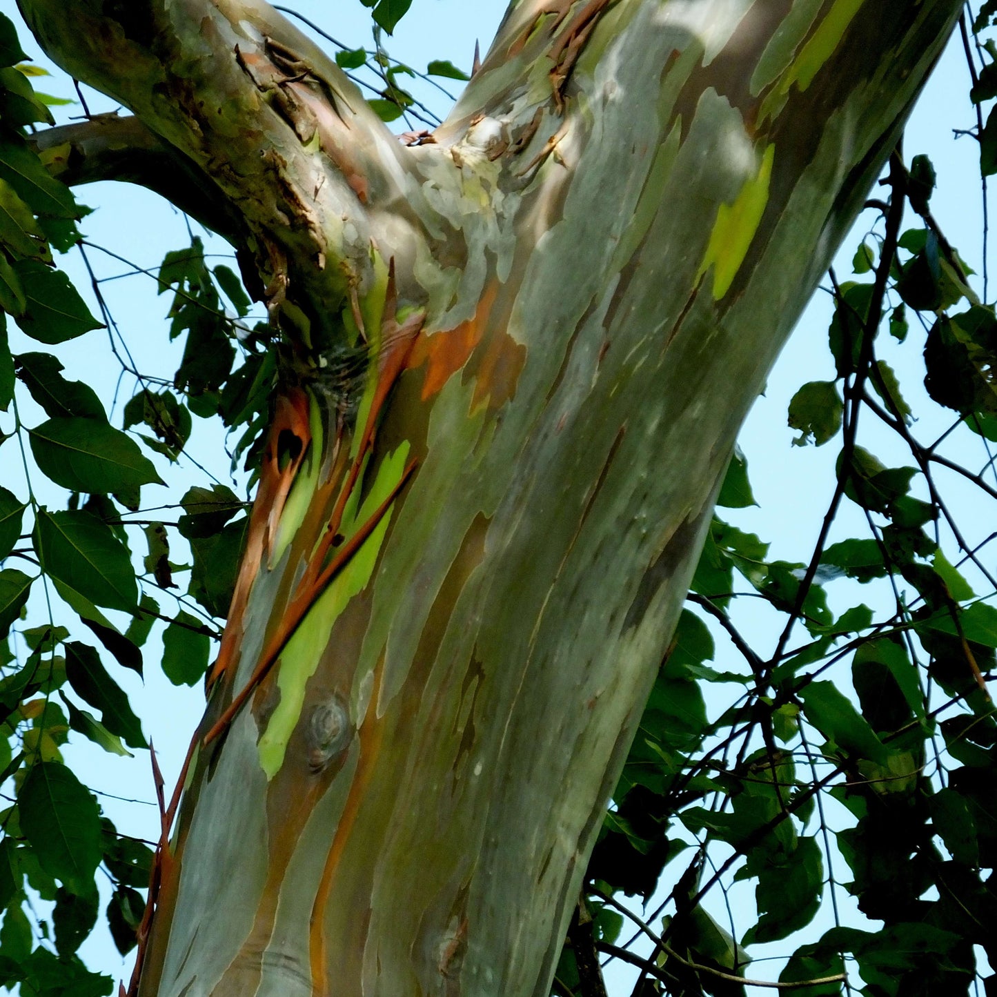 50Pcs Rainbow Eucalyptus Deglupta Tree Seeds