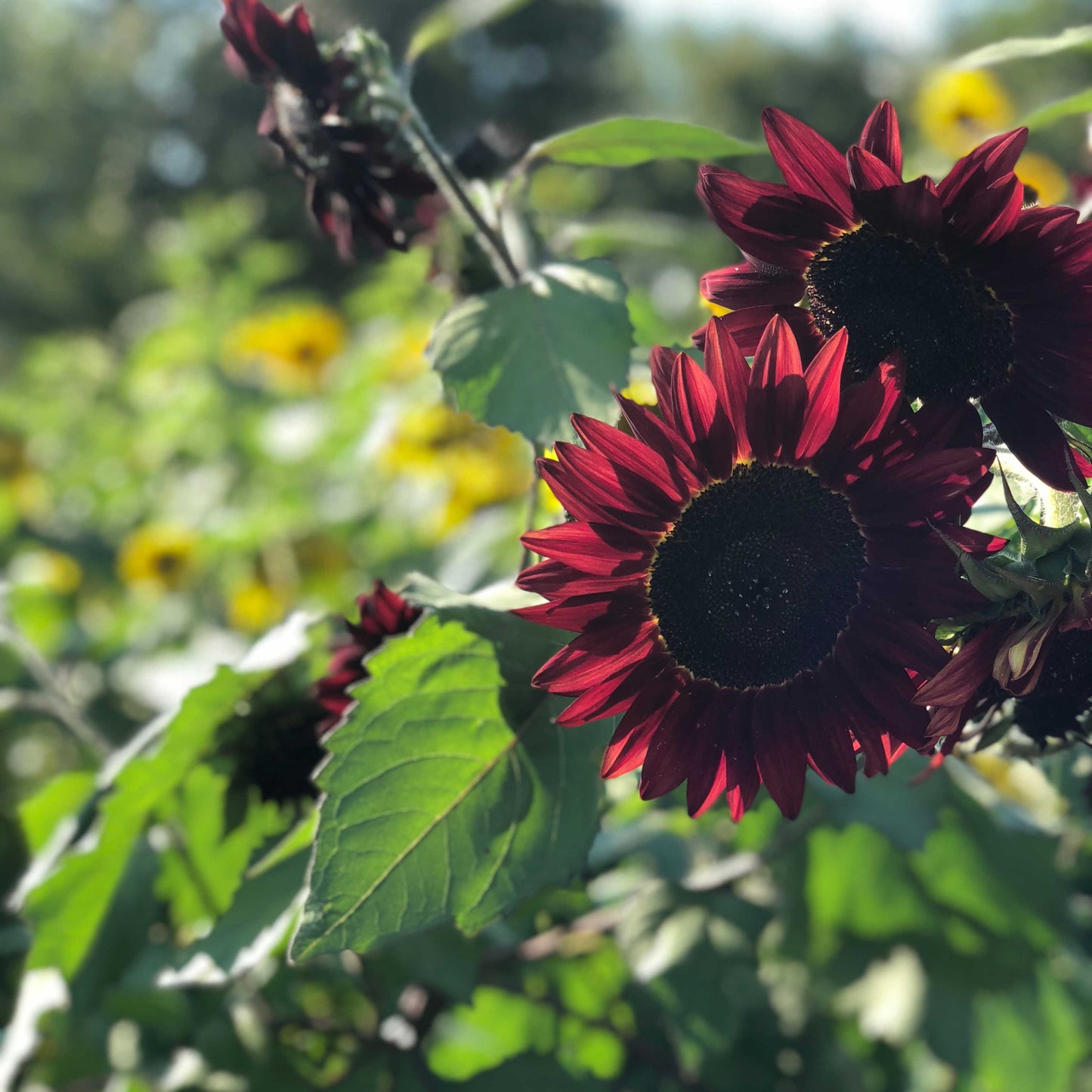 20Pcs Red Sunflower Seeds