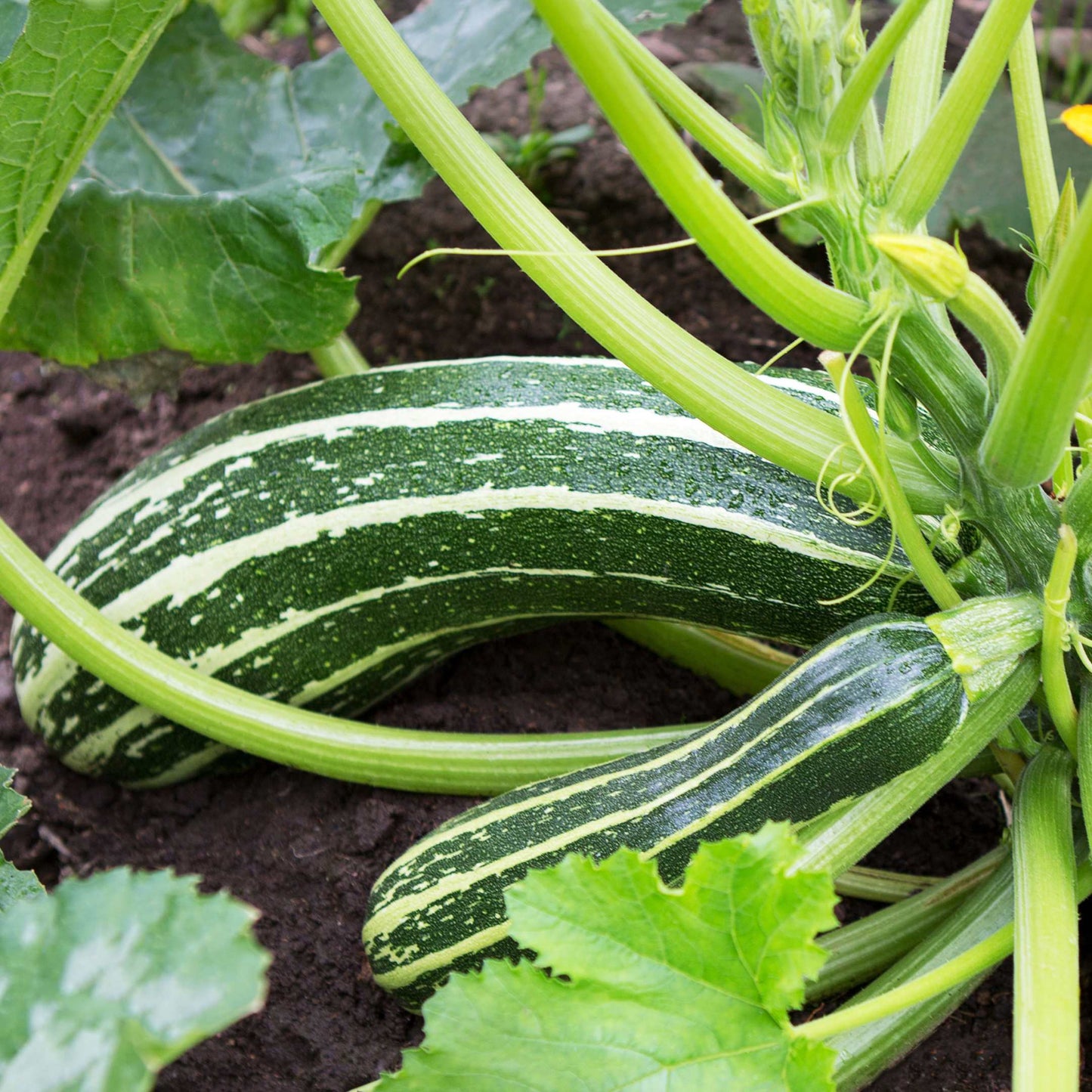 20Pcs Organic Zucchini Seeds Pack