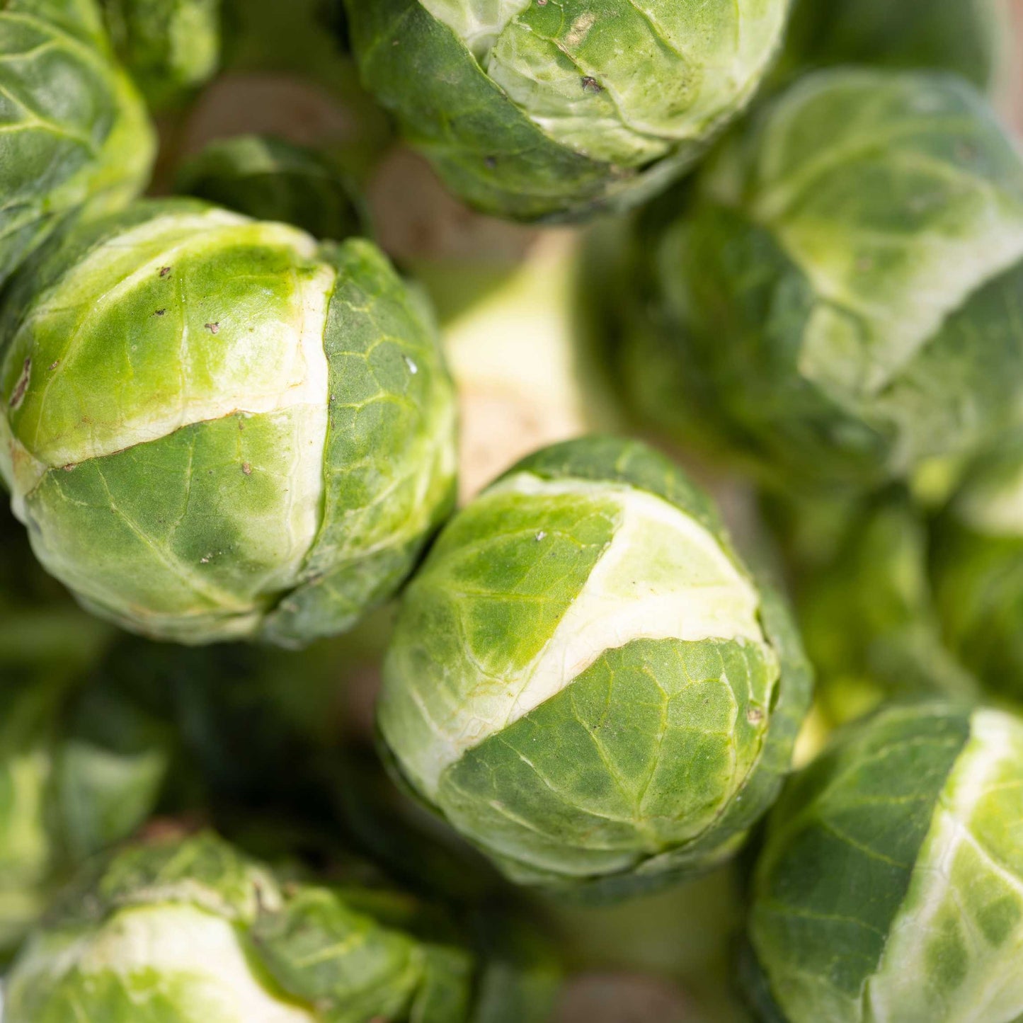 50Pcs Organic Brussels Sprout Seeds