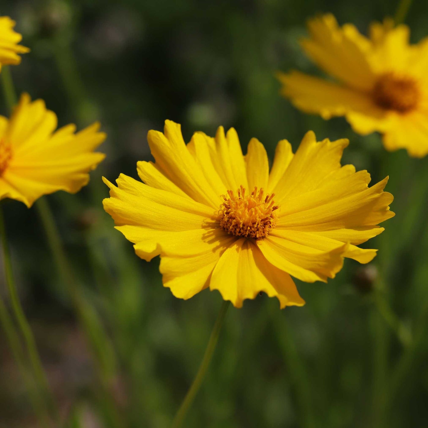 20Pcs Coreopsis Flower Seeds