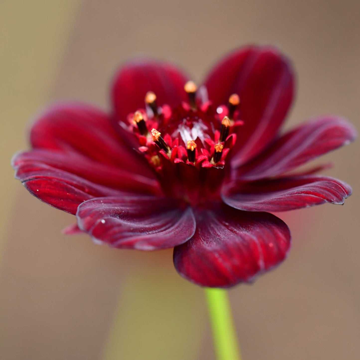 100Pcs Chocolate Cosmos Flower (Atrosanguineus) Seeds