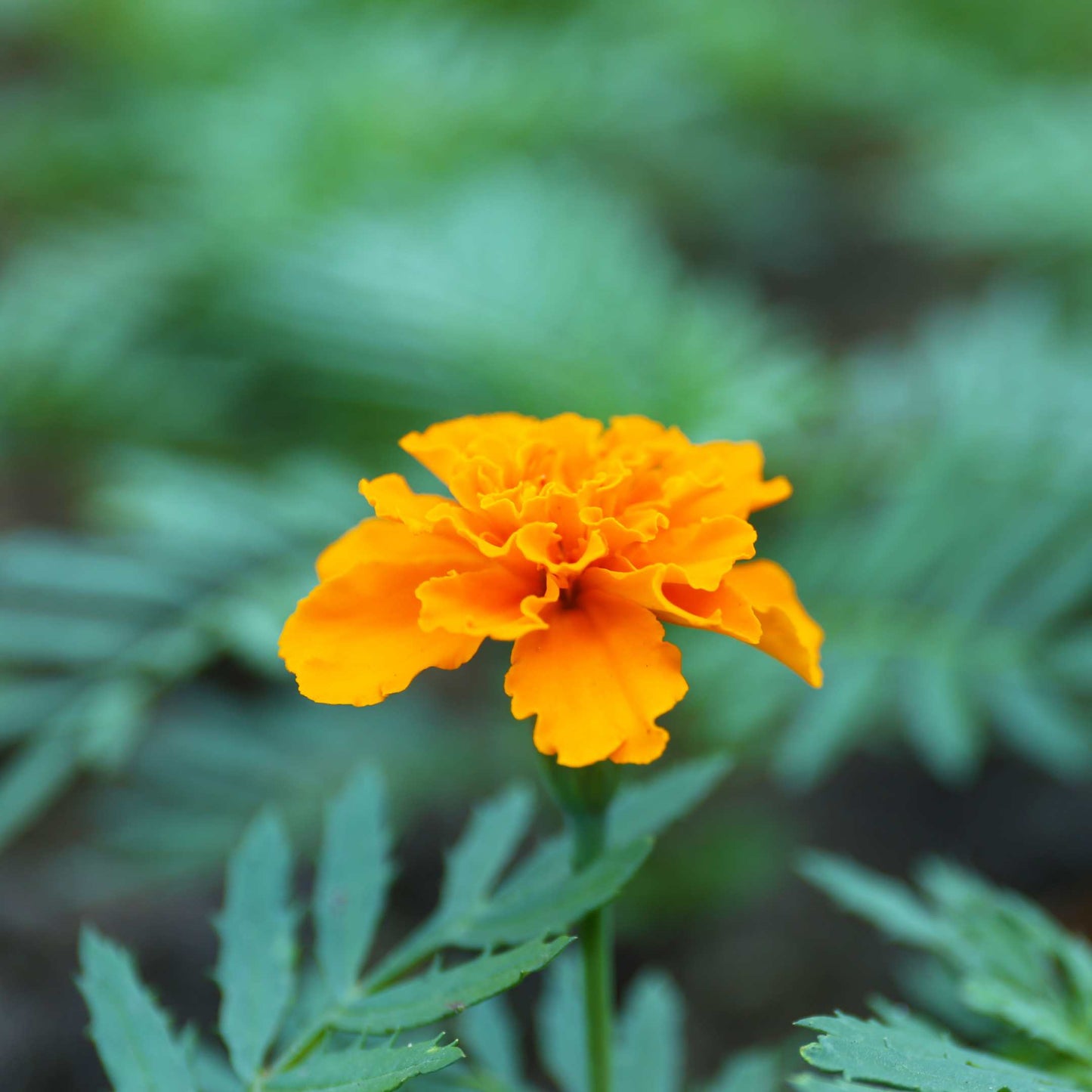 100Pcs French Marigold Flower Seeds Pack